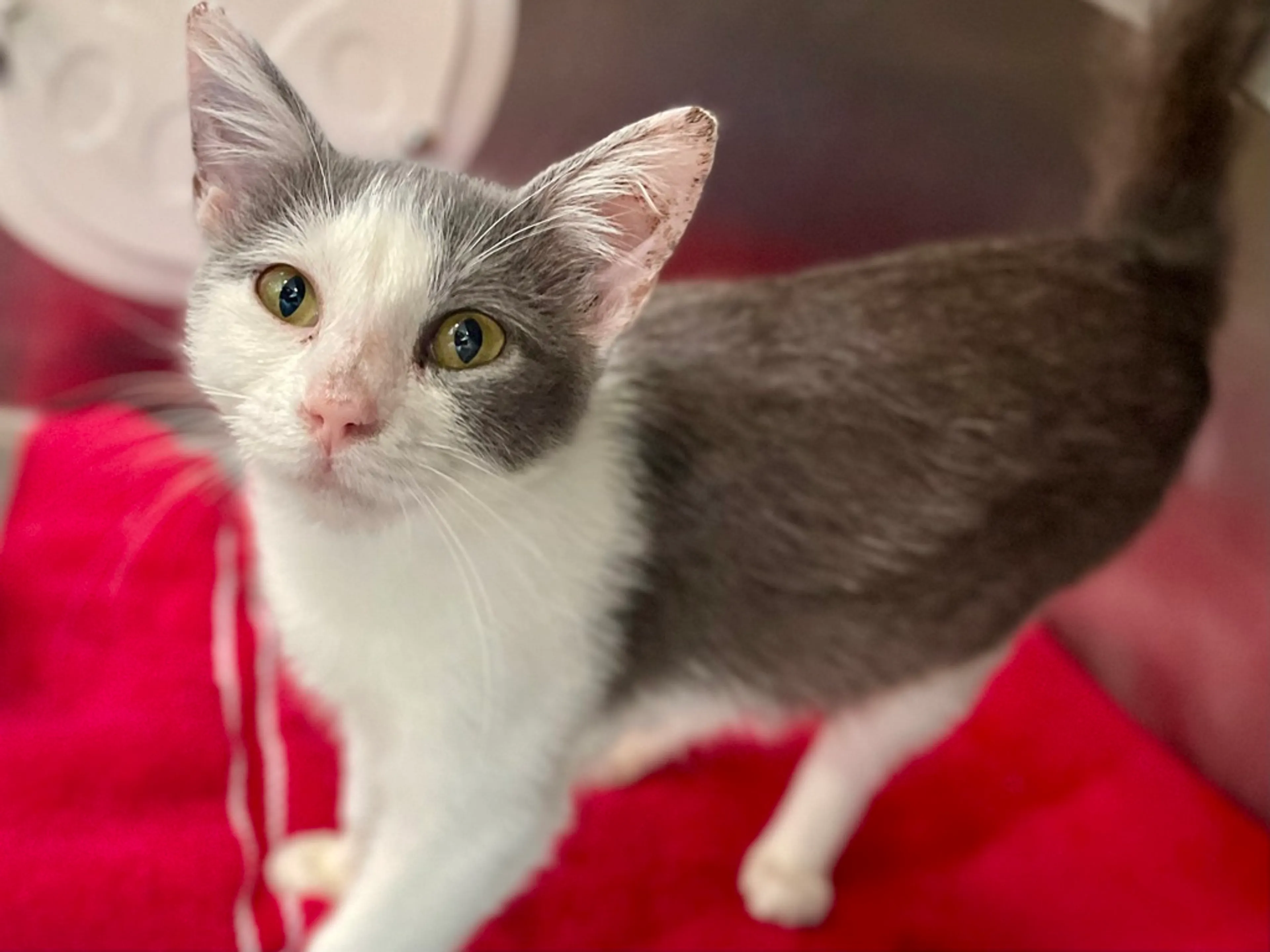 cdn image