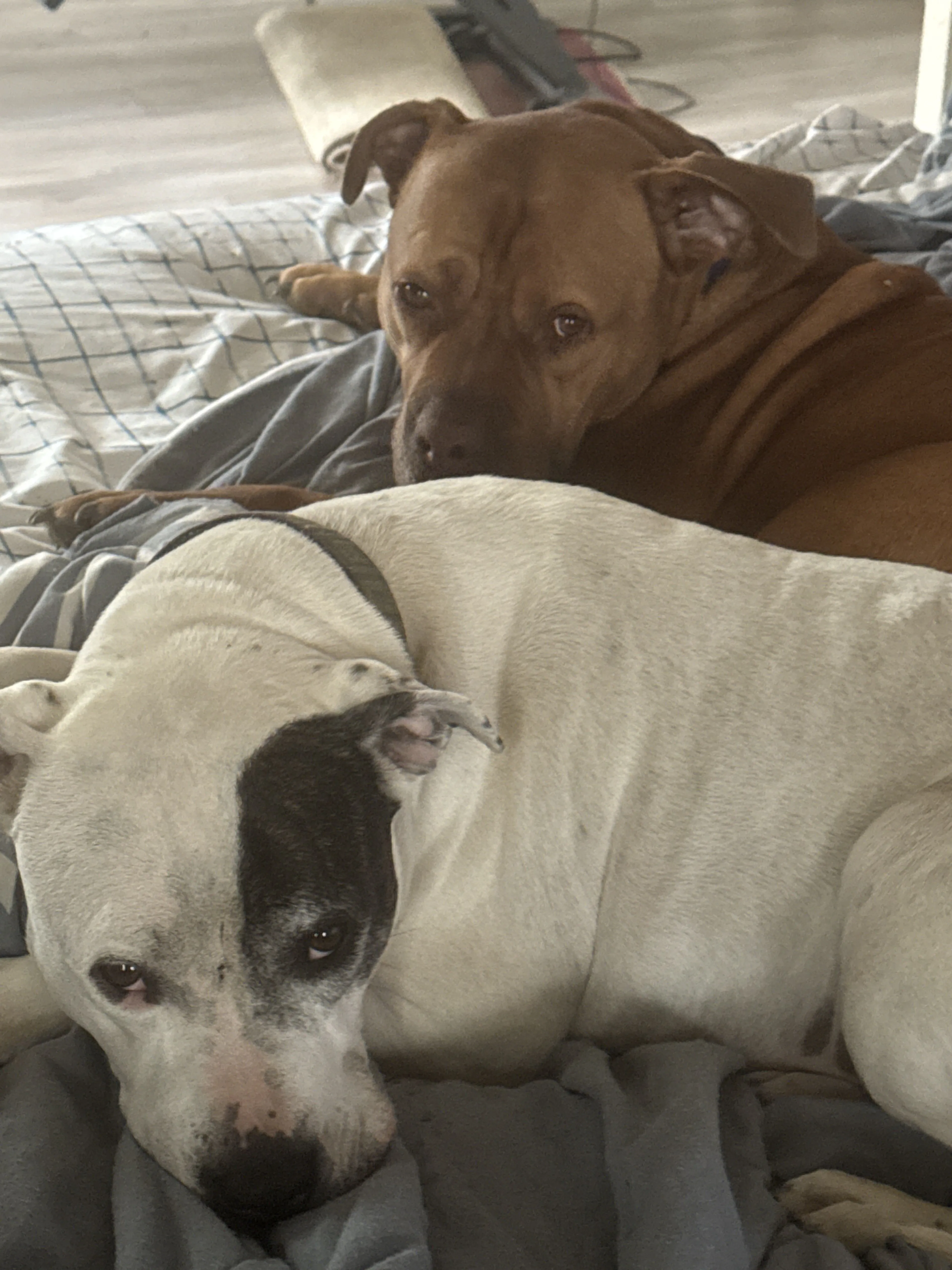 cdn image
