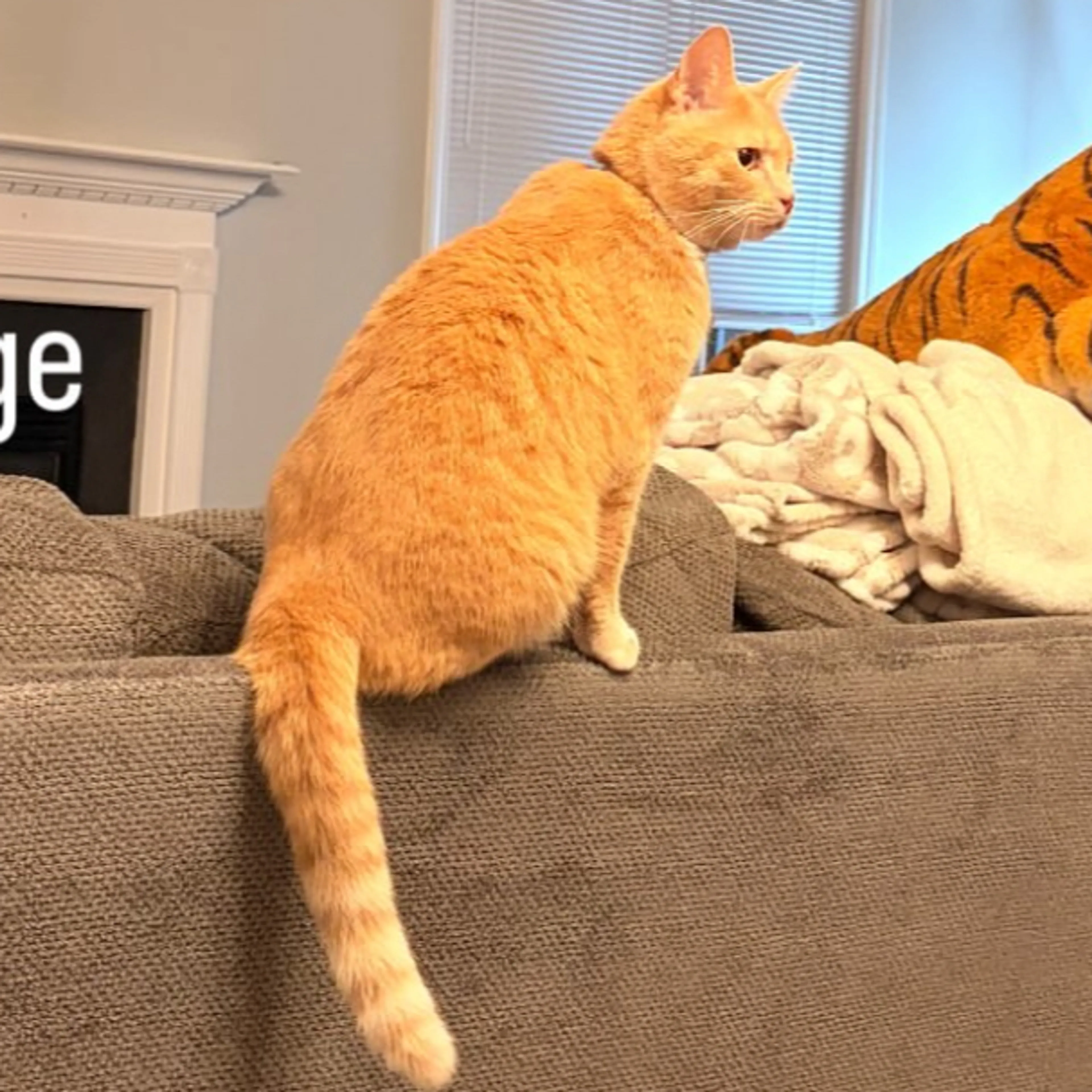 cdn image