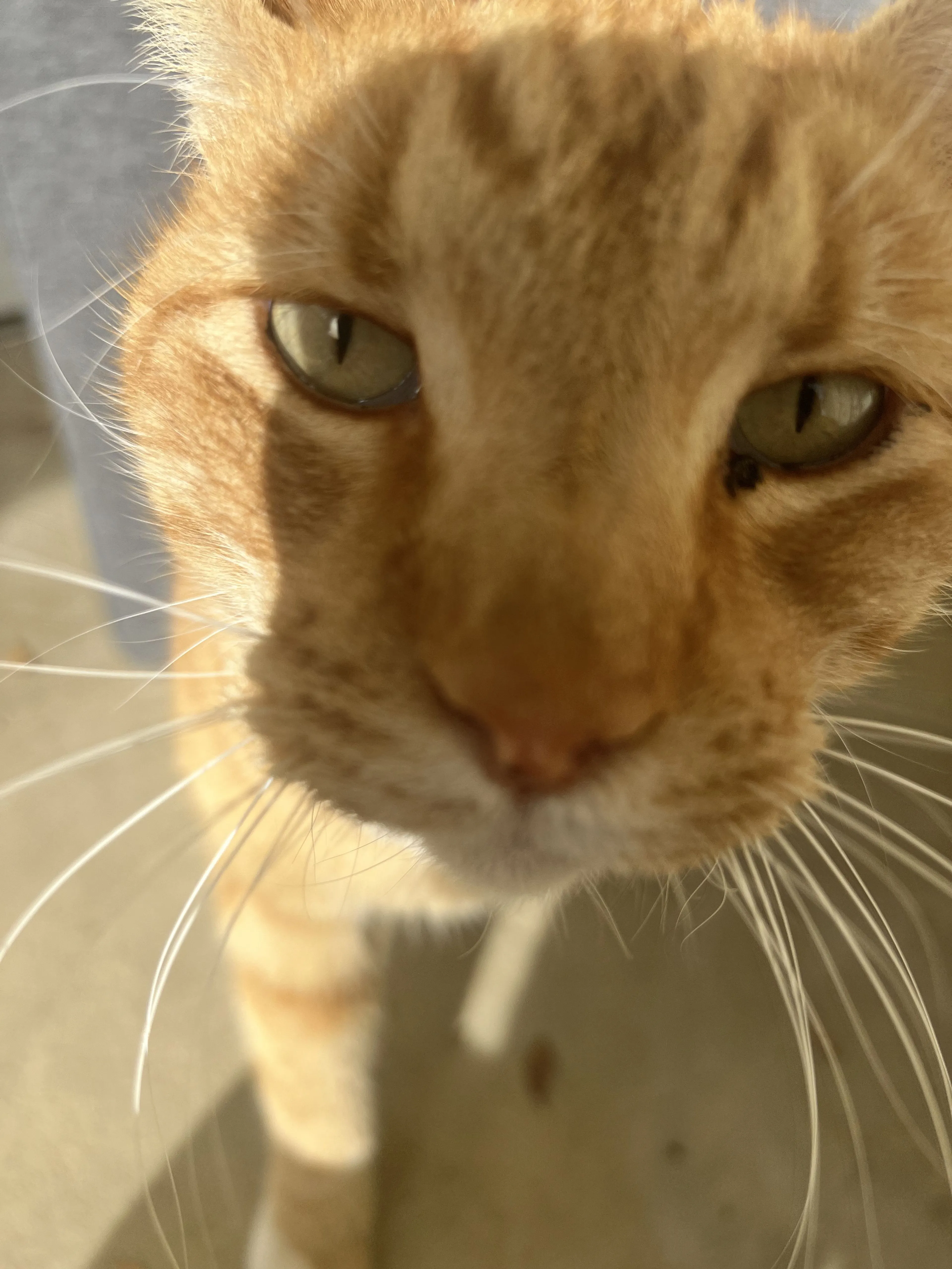 cdn image