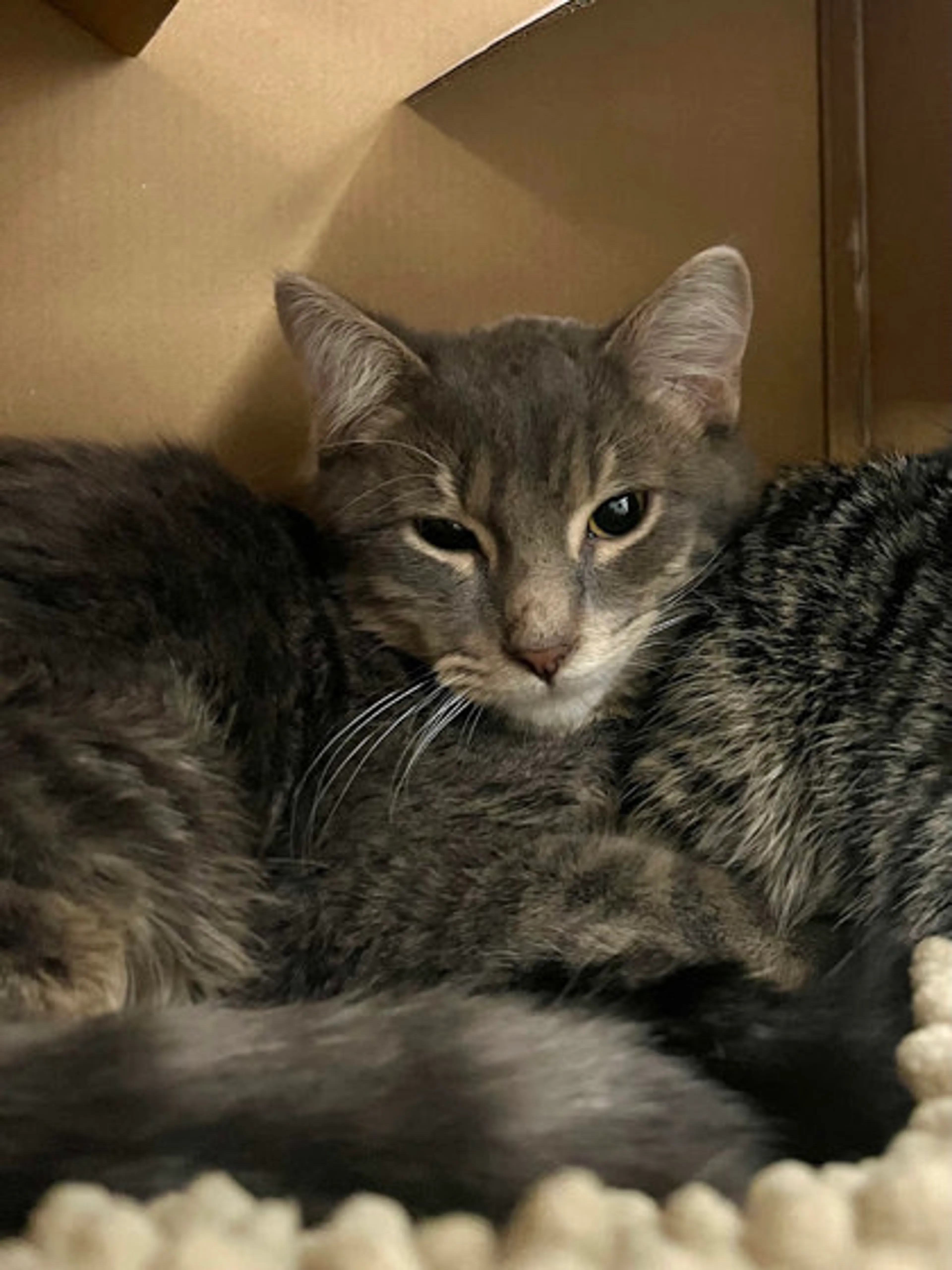 cdn image