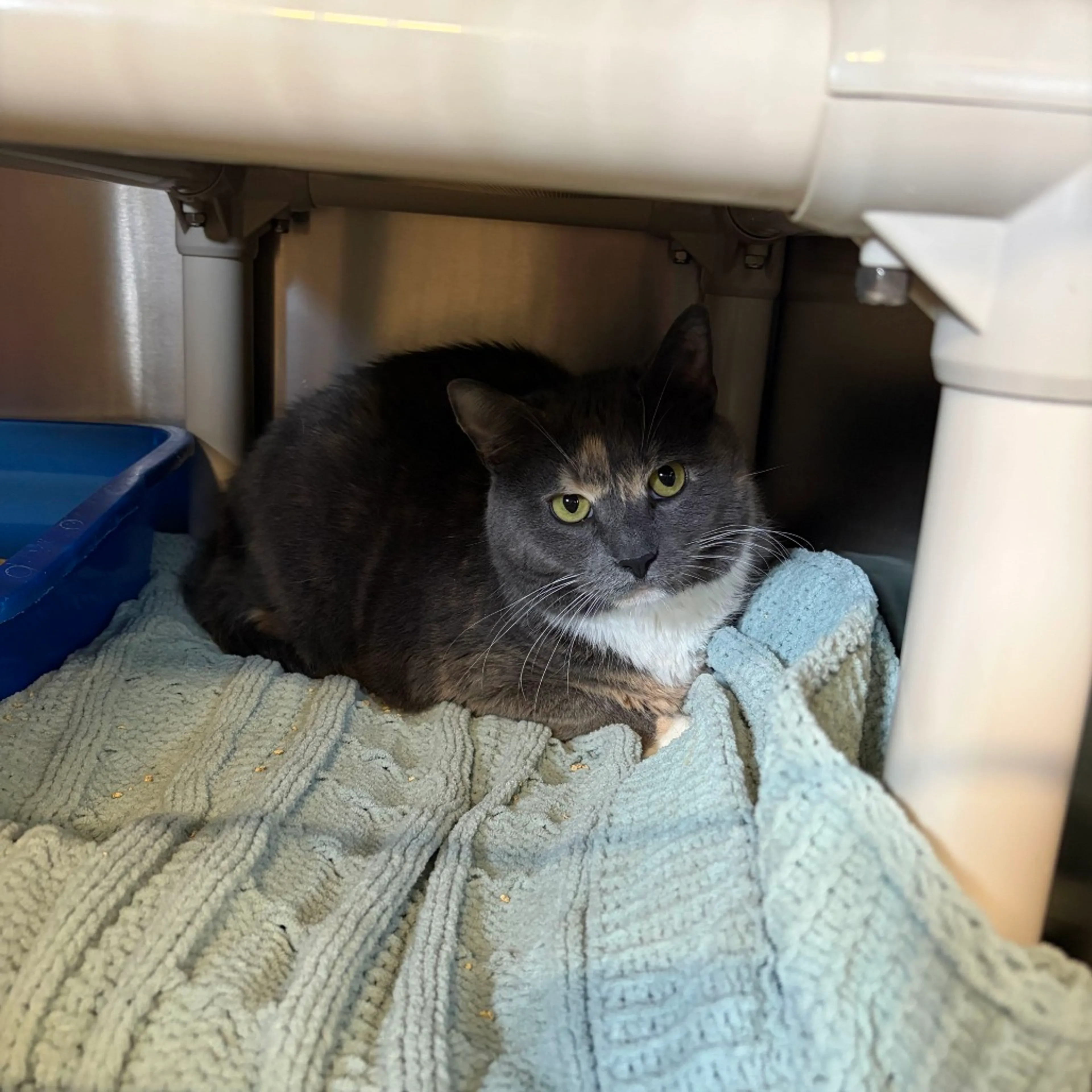 cdn image