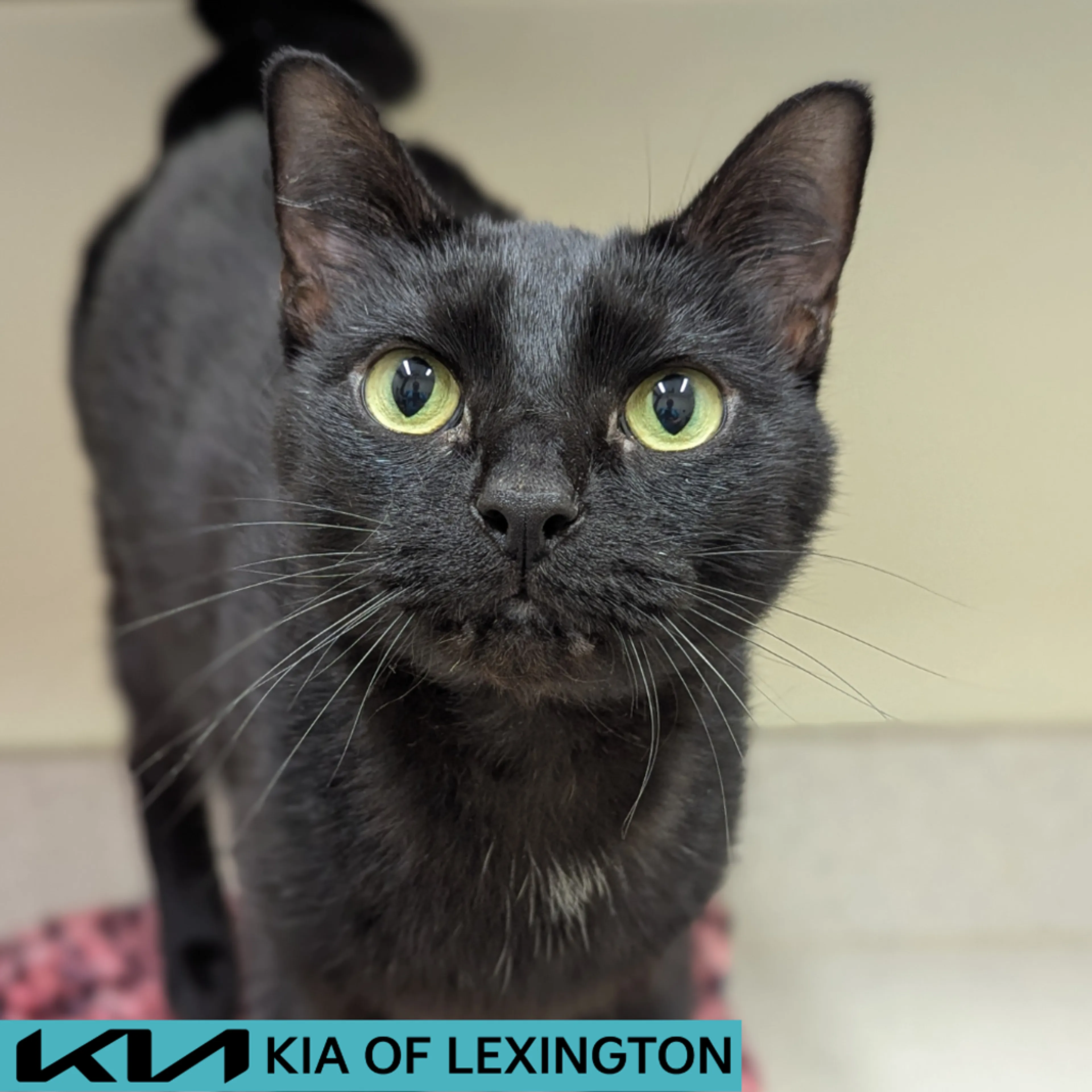 cdn image