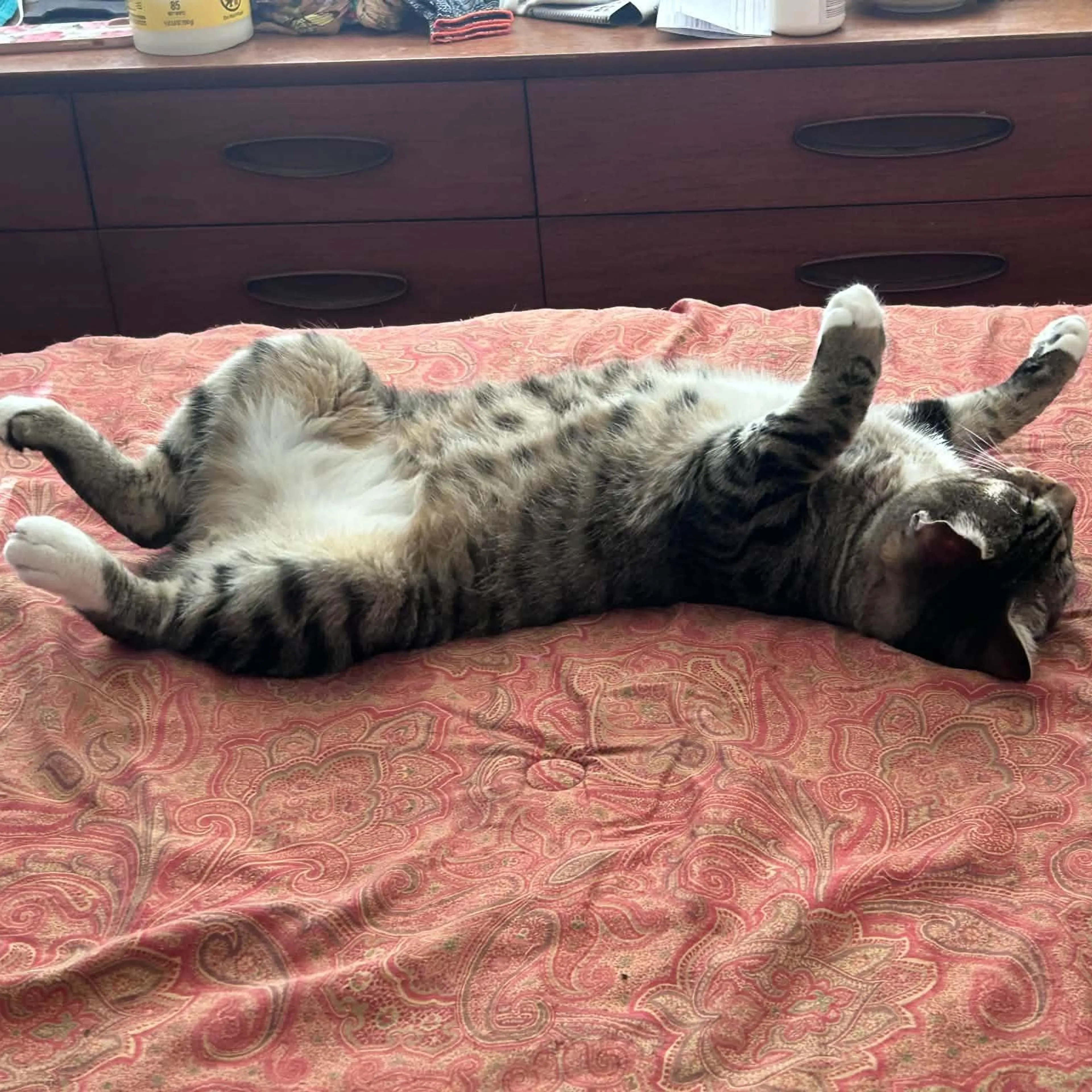 cdn image