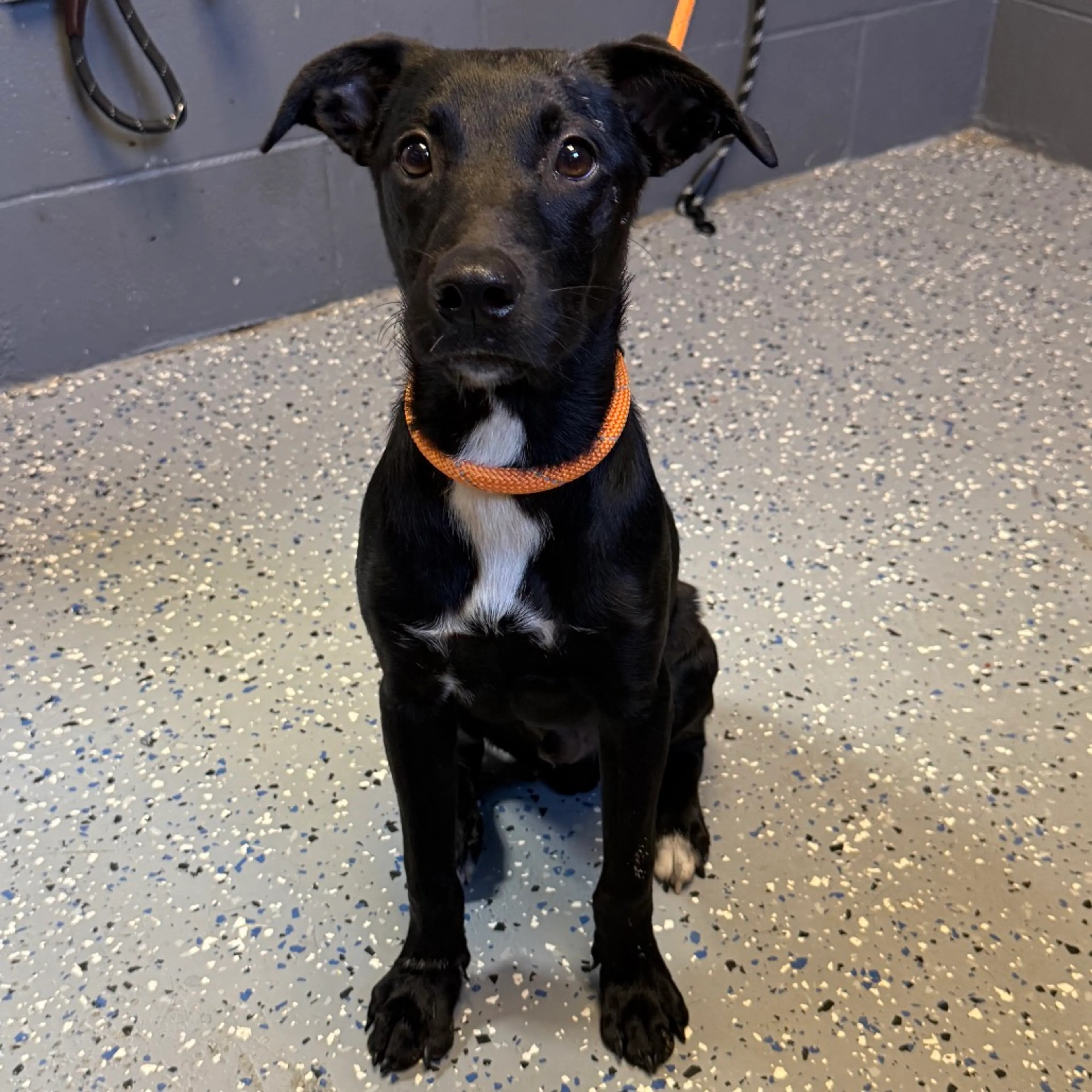 cdn image