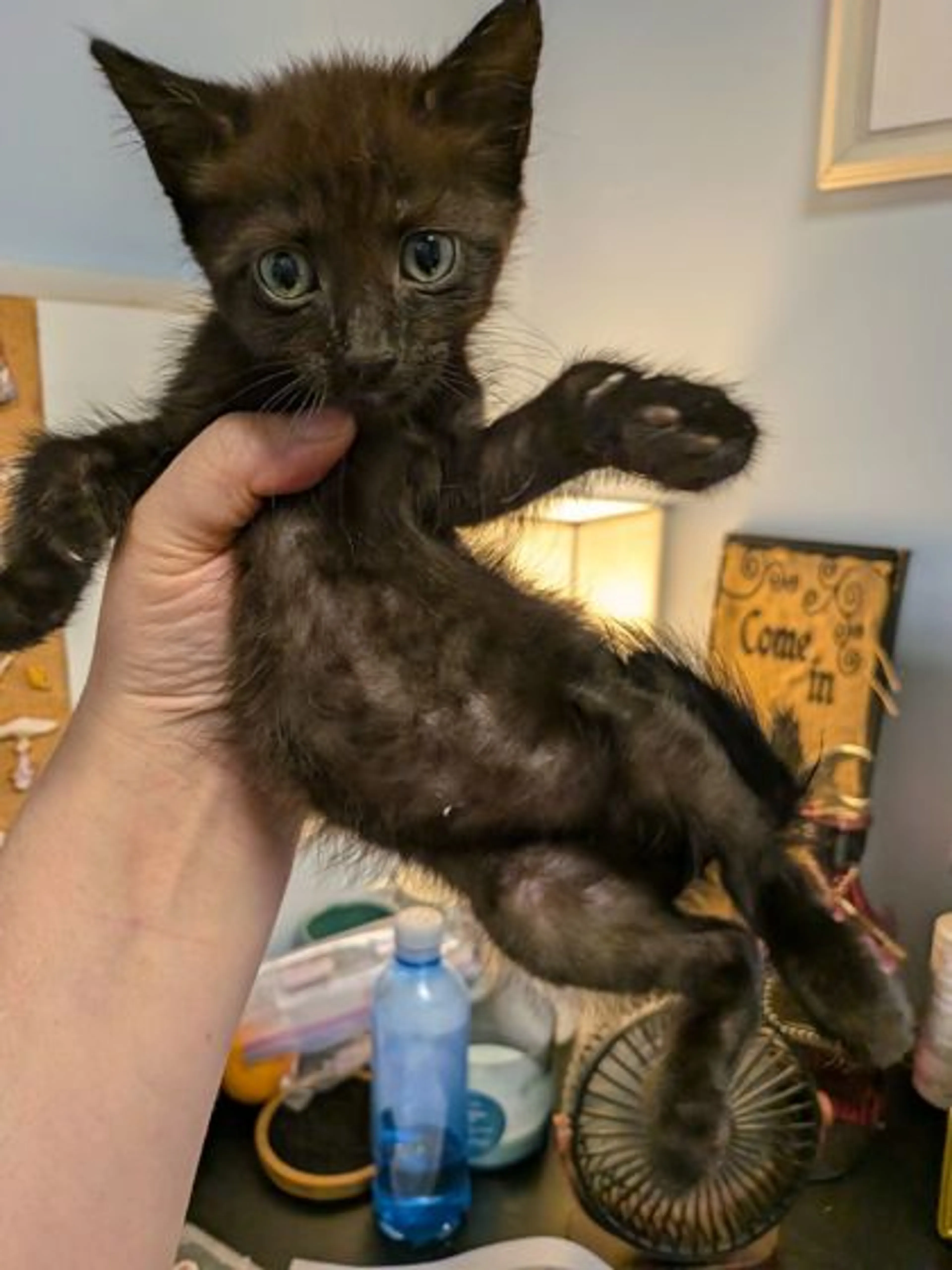 cdn image