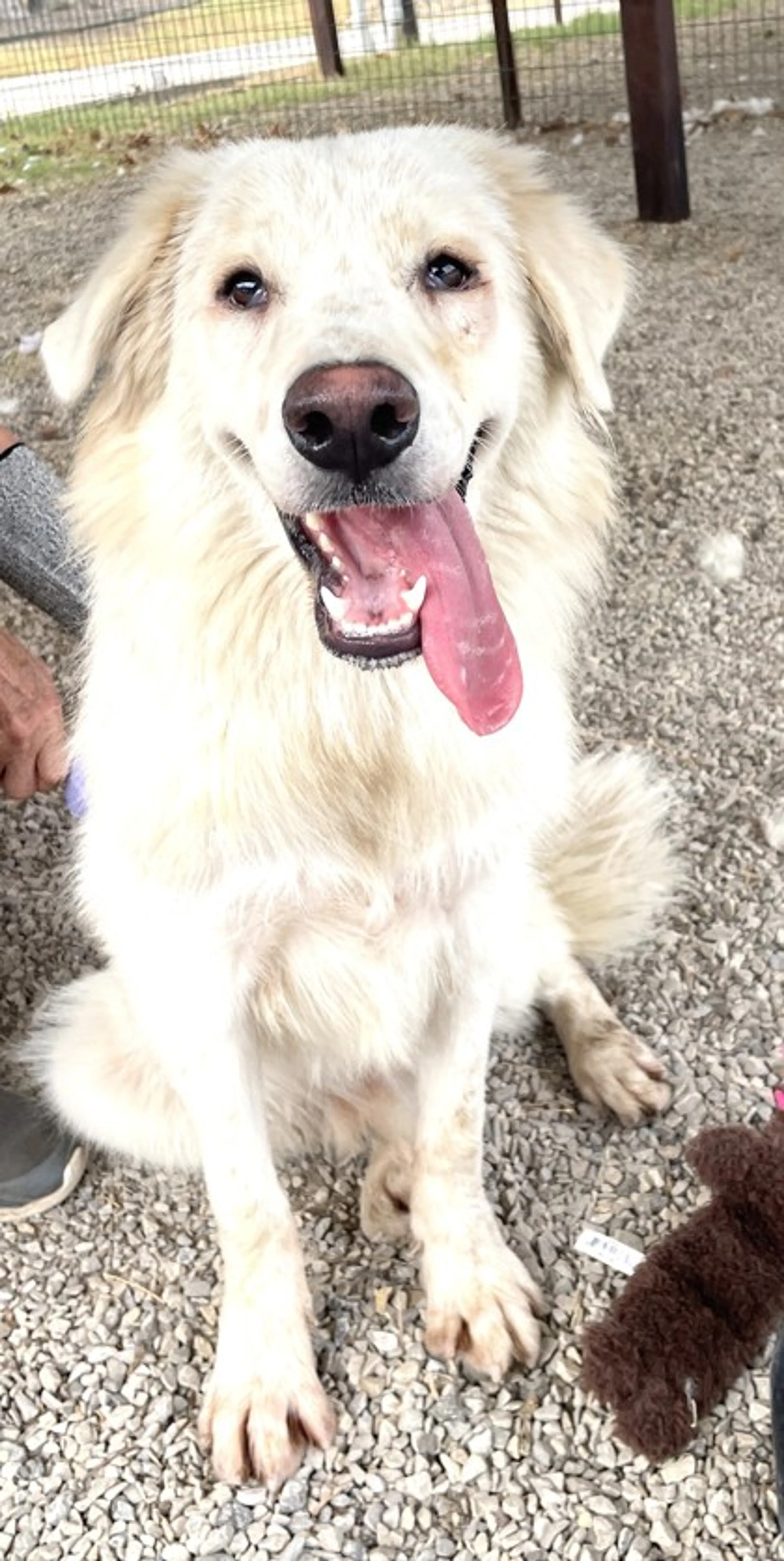 cdn image