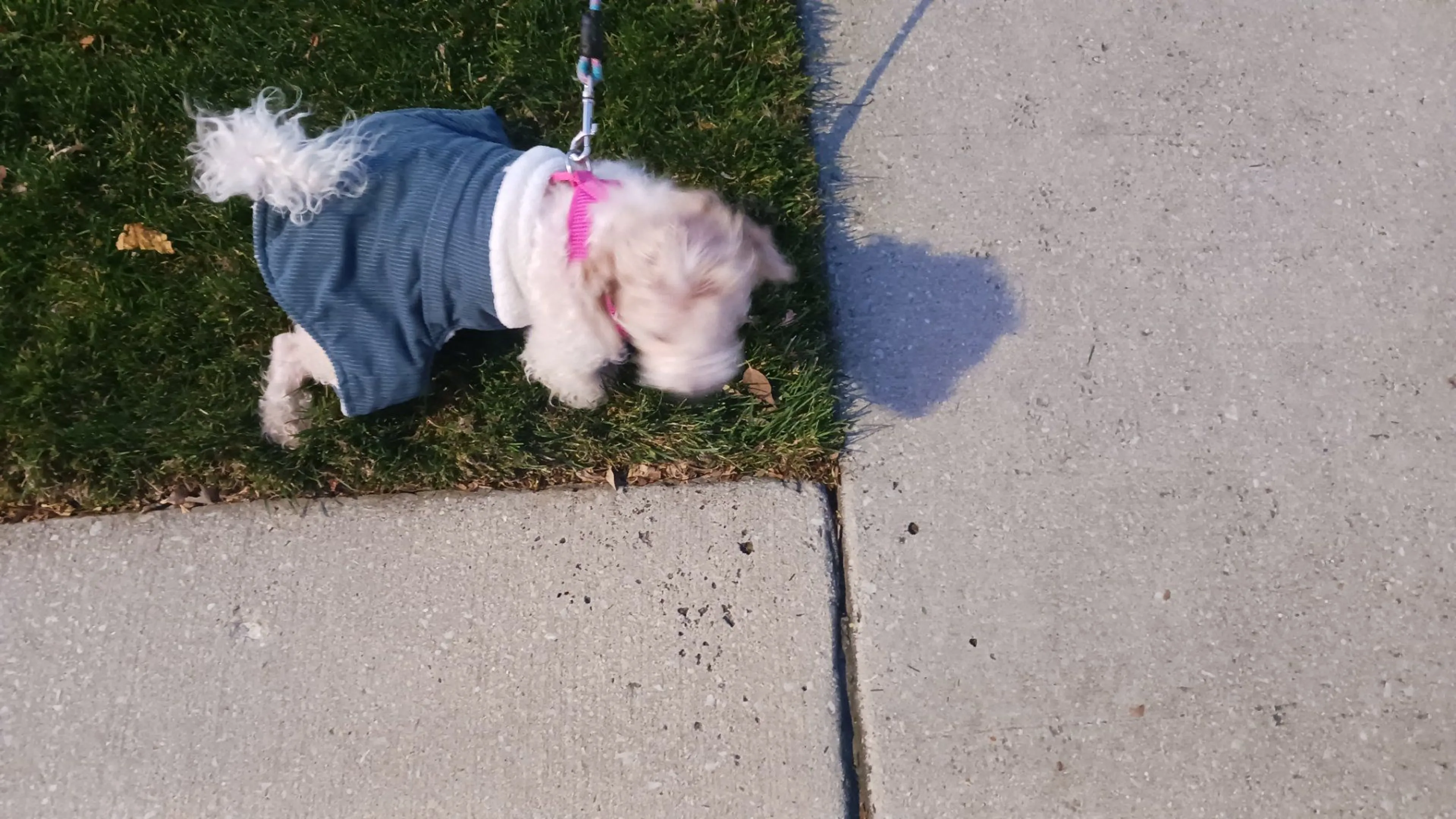 cdn image