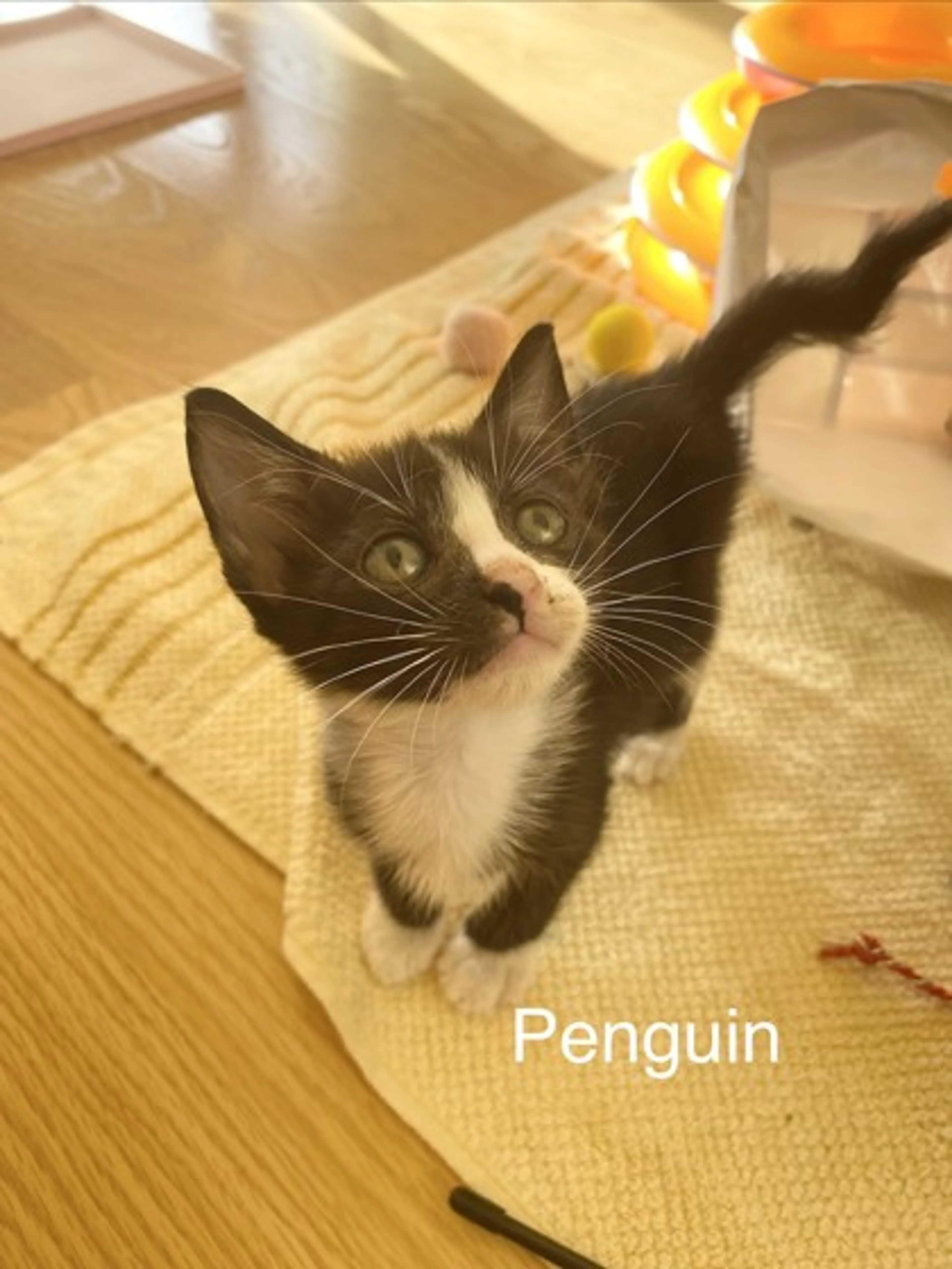 cdn image