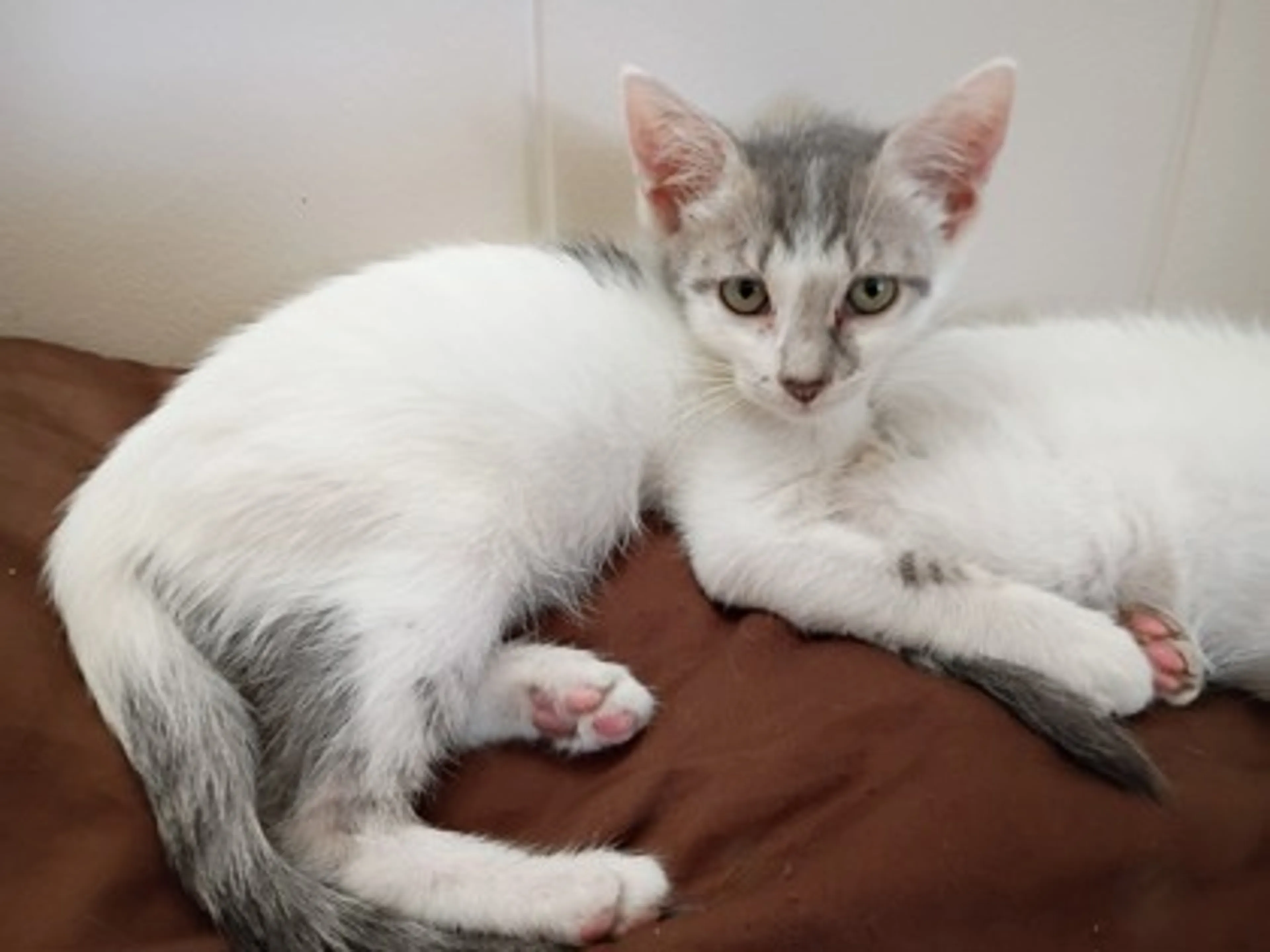 cdn image