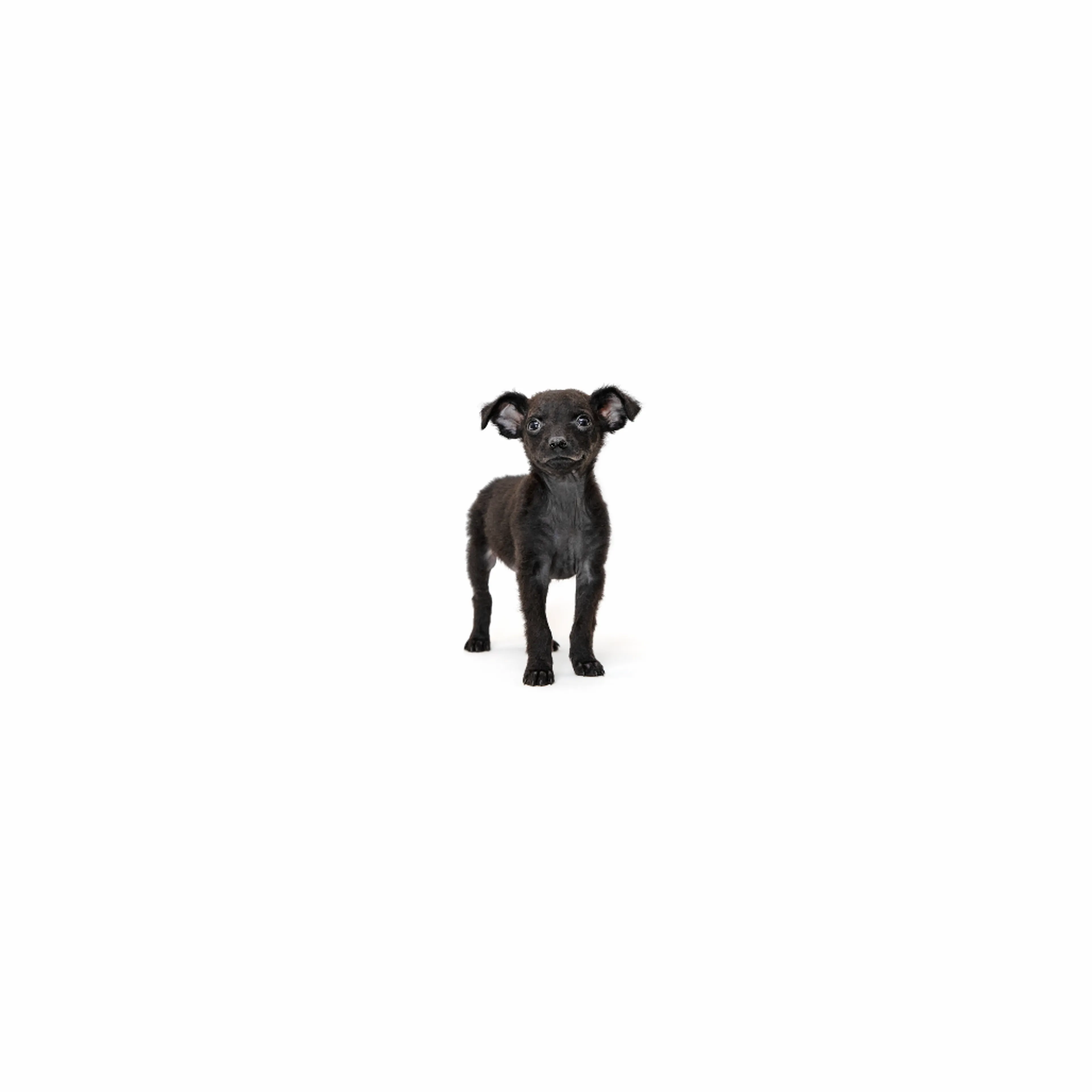 cdn image