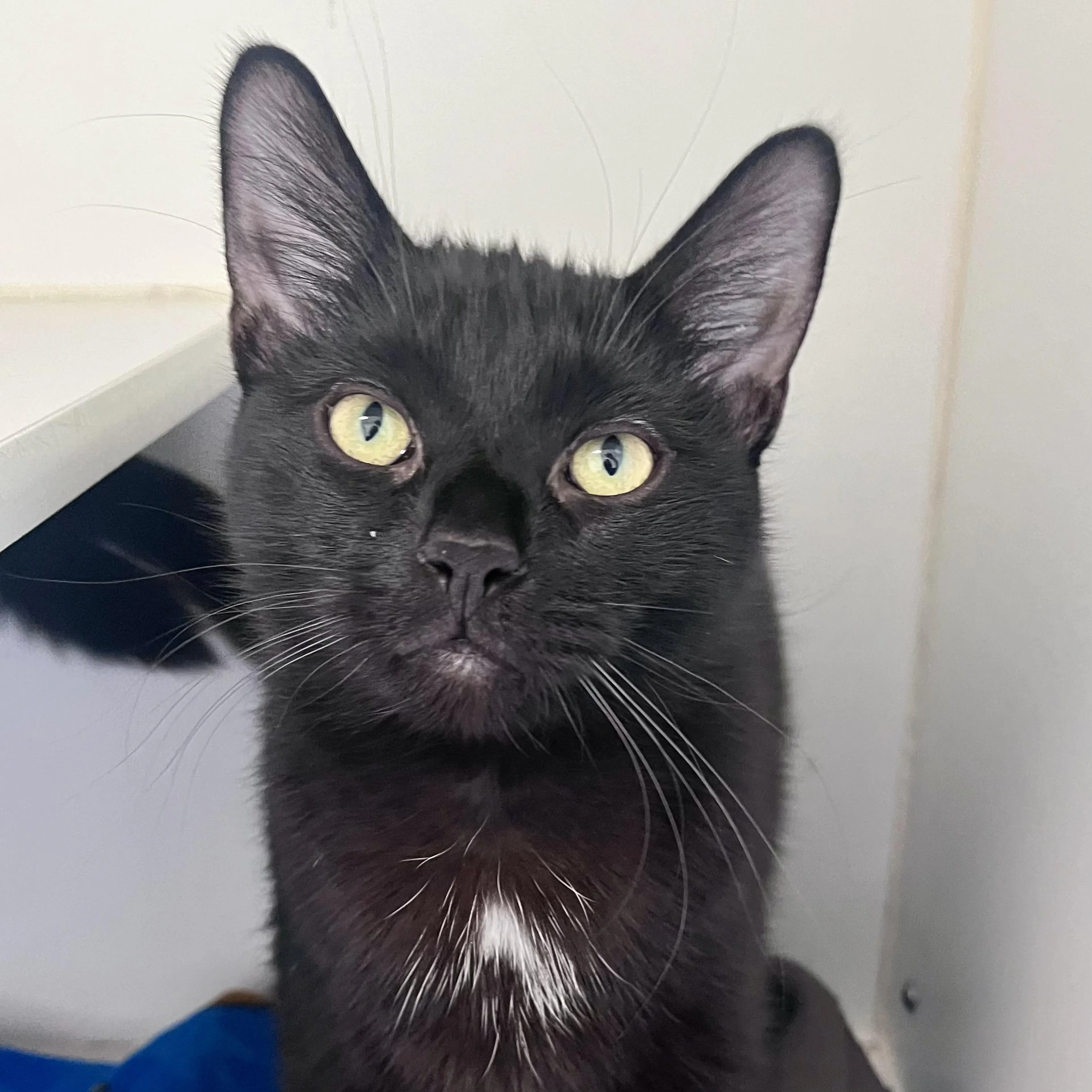 cdn image