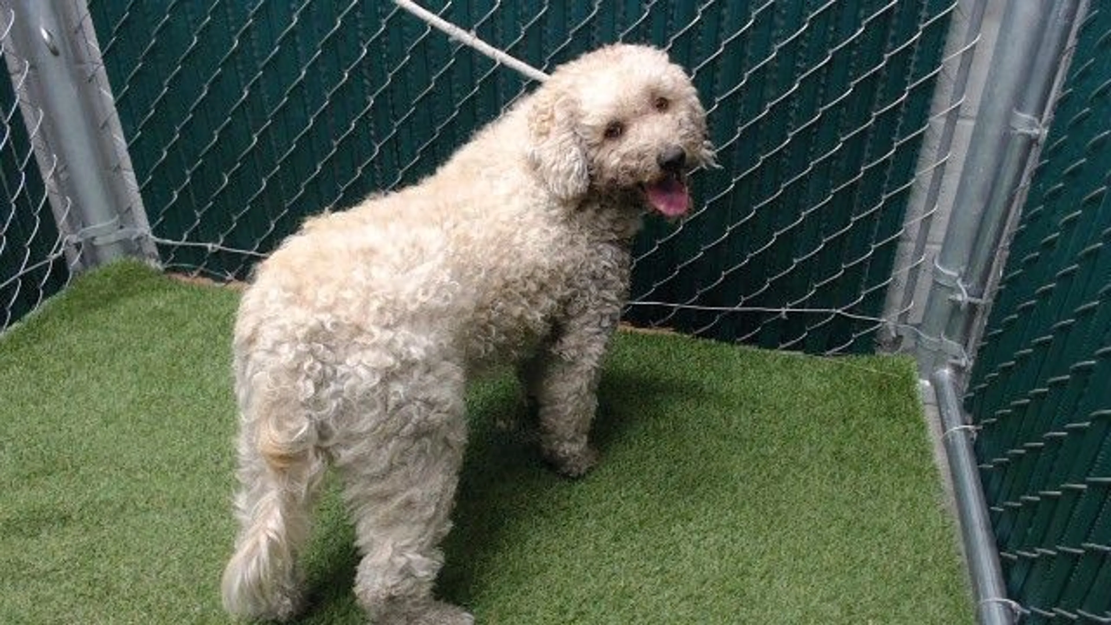 cdn image