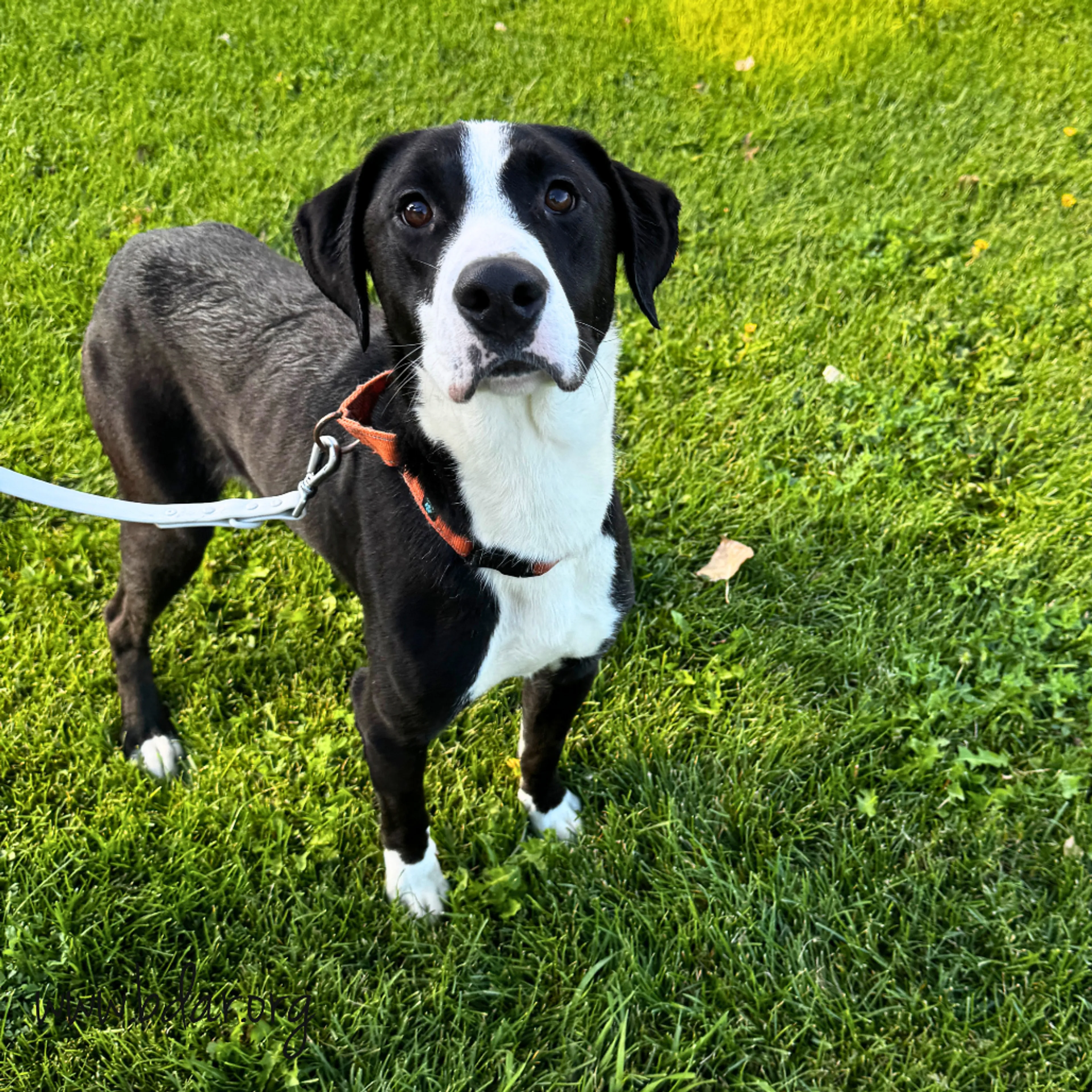 cdn image
