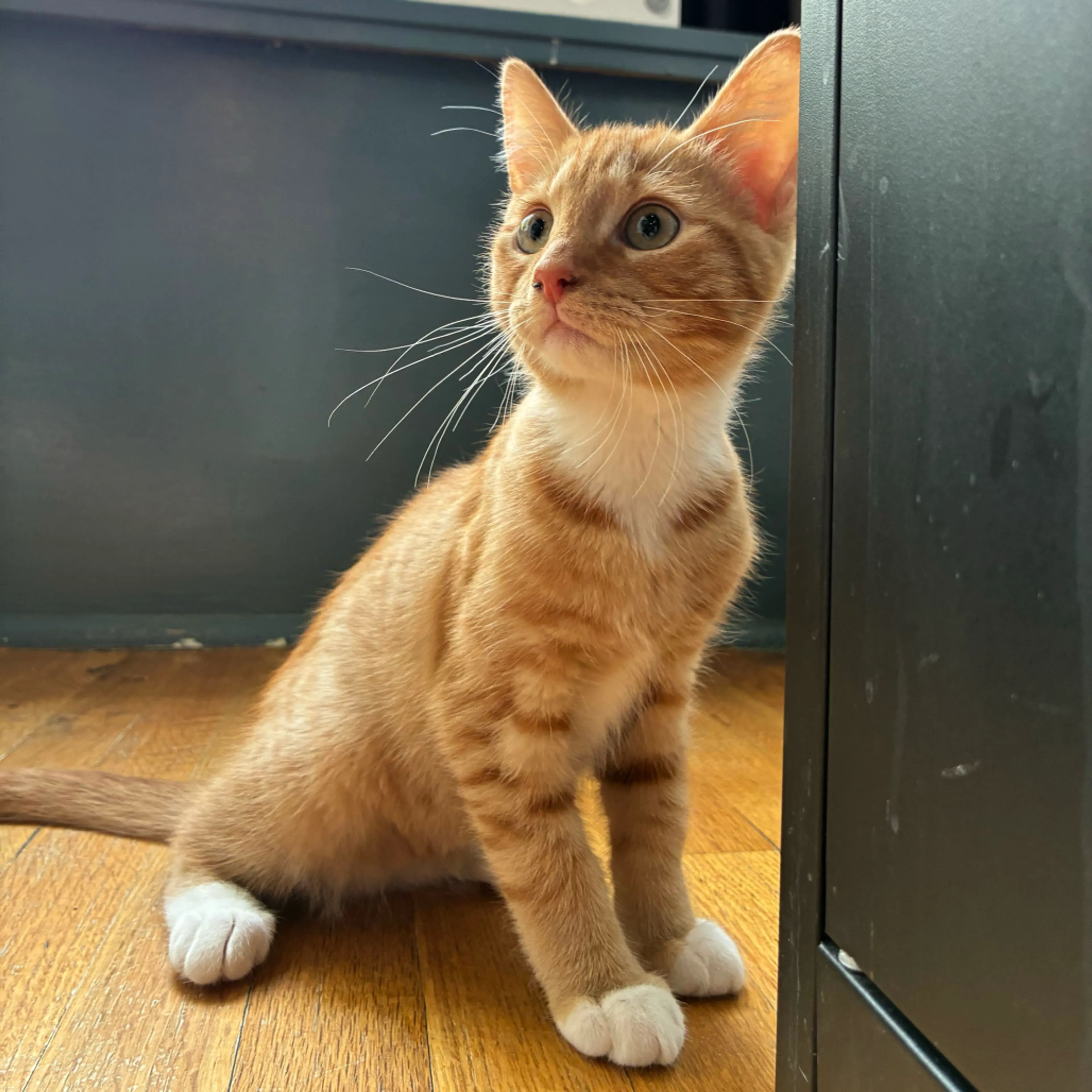 cdn image