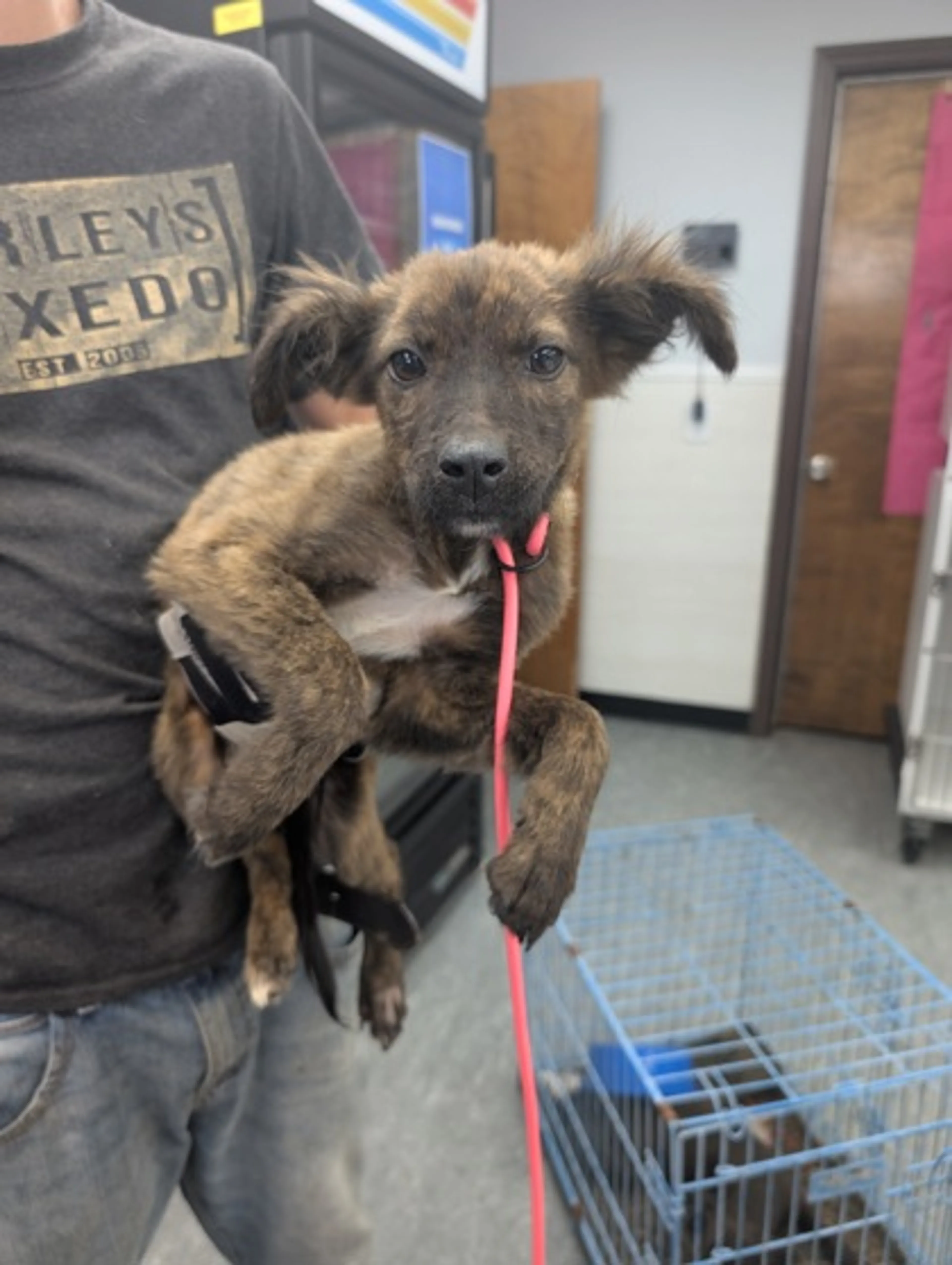 cdn image