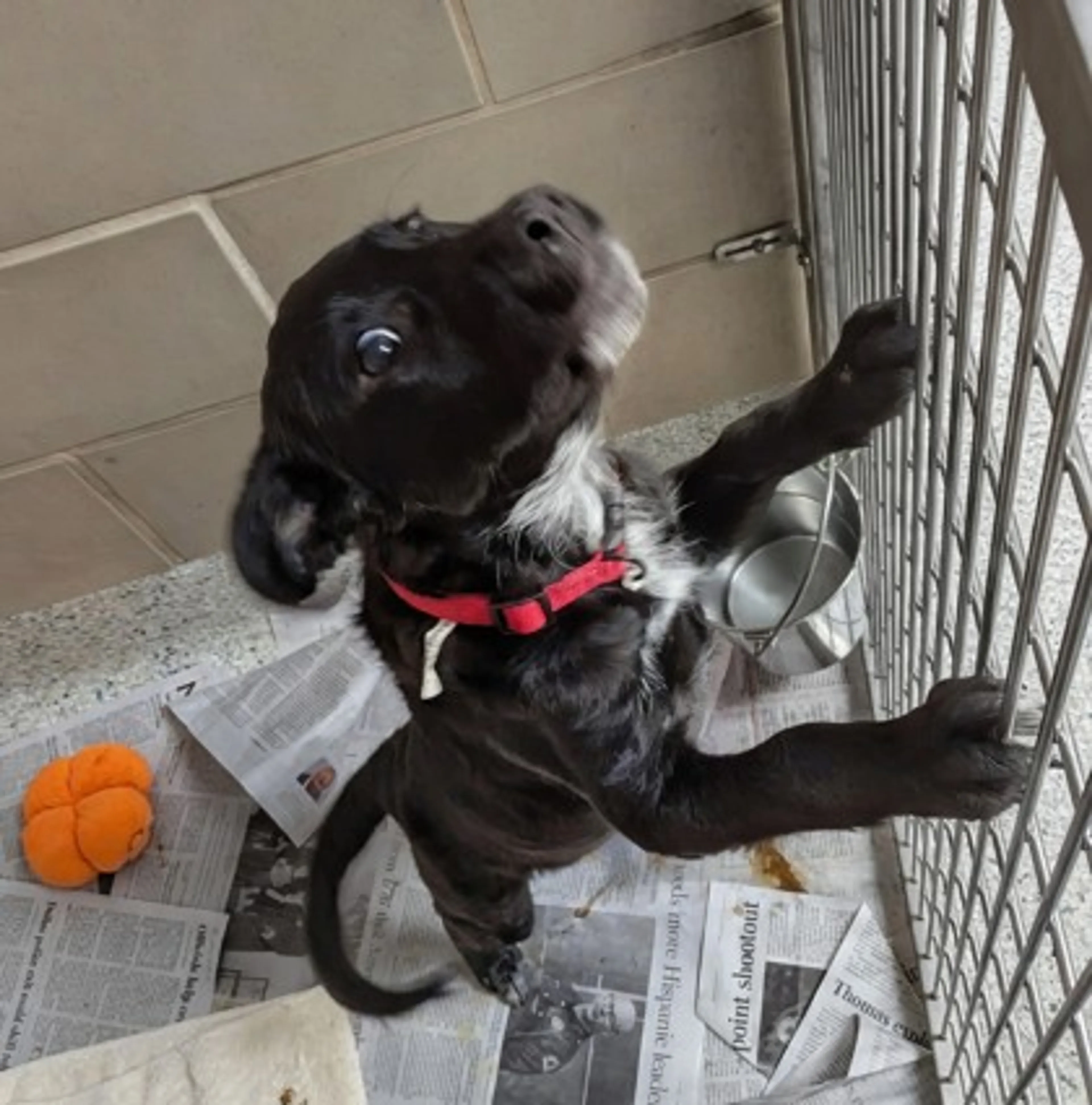 cdn image