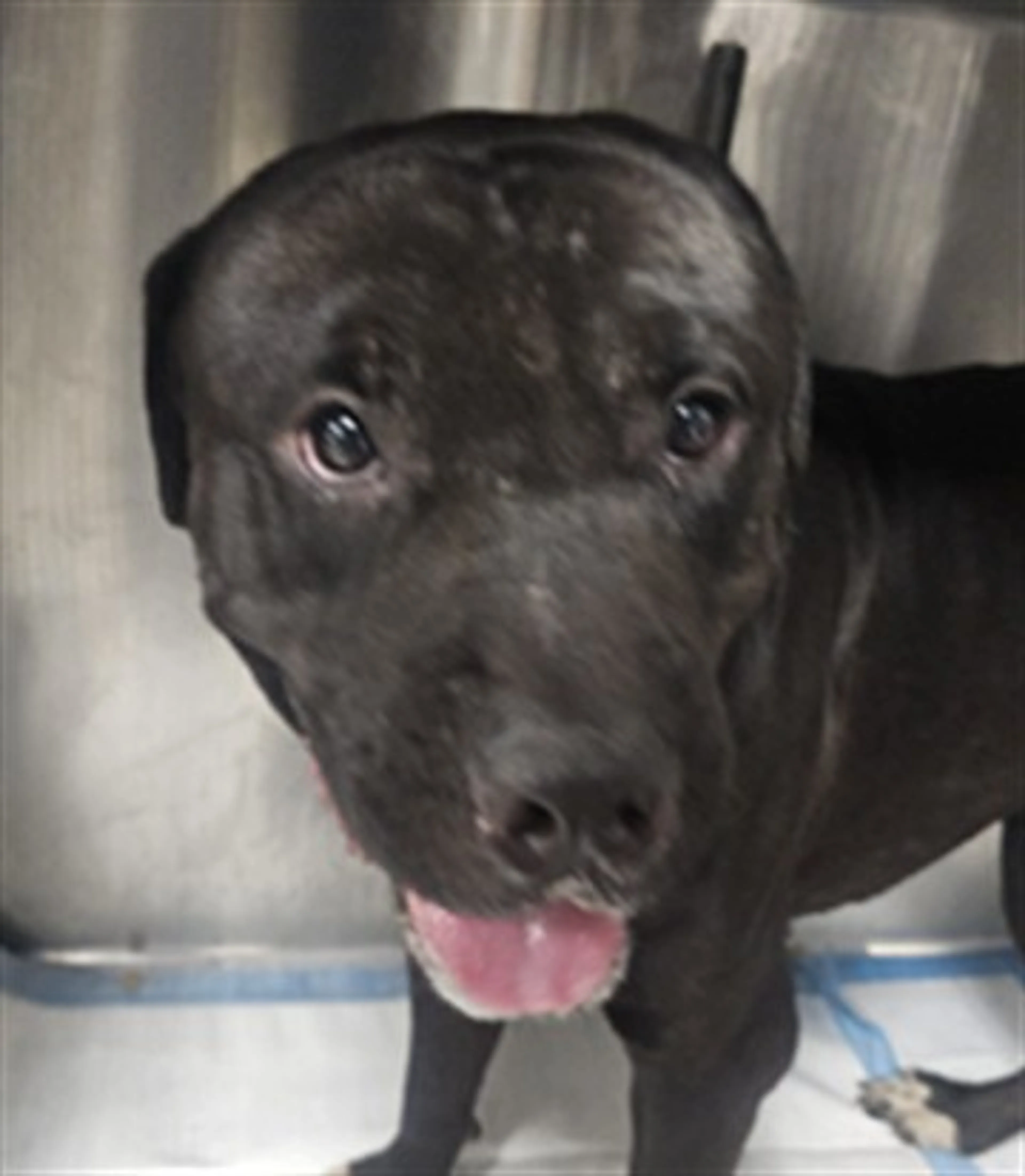 cdn image