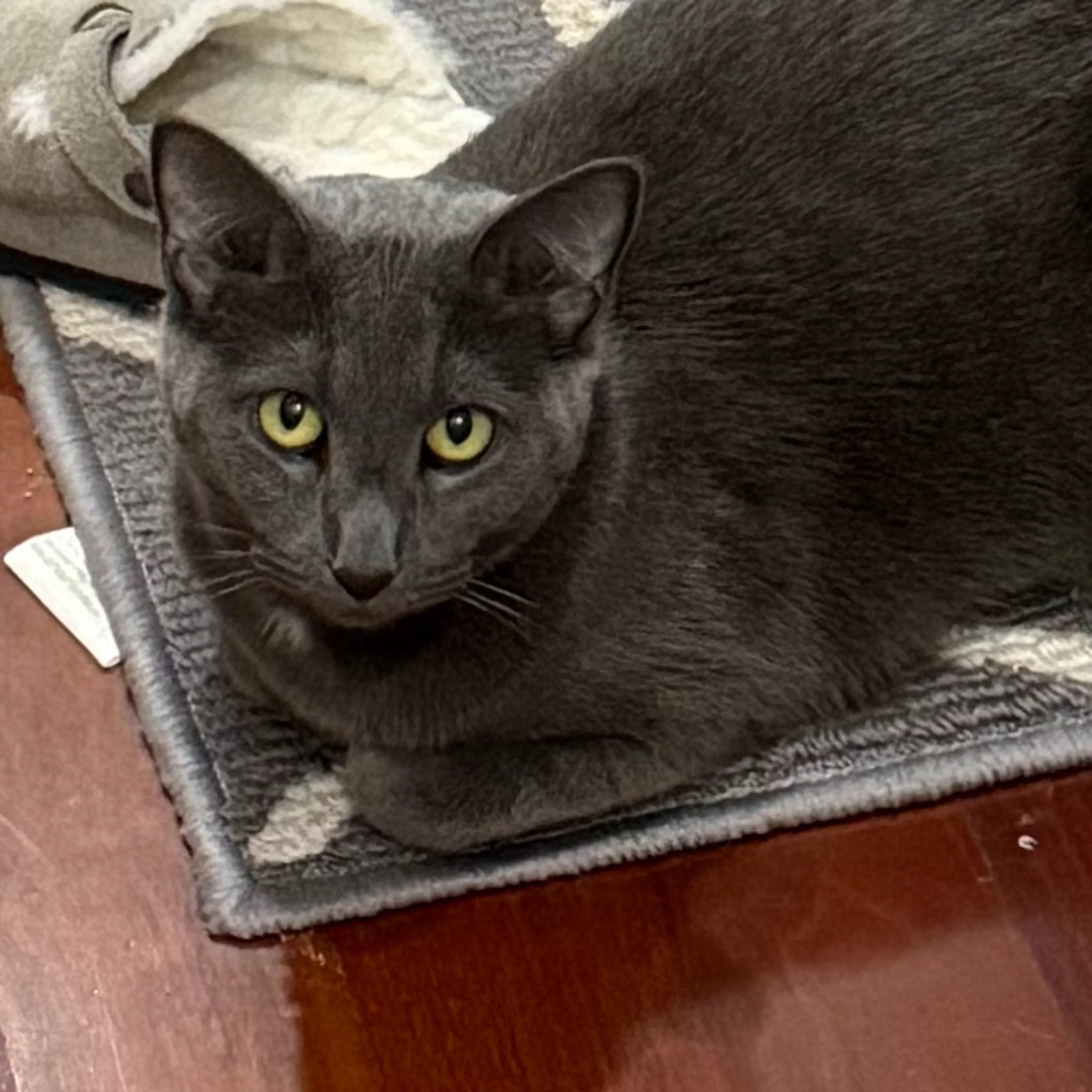 cdn image