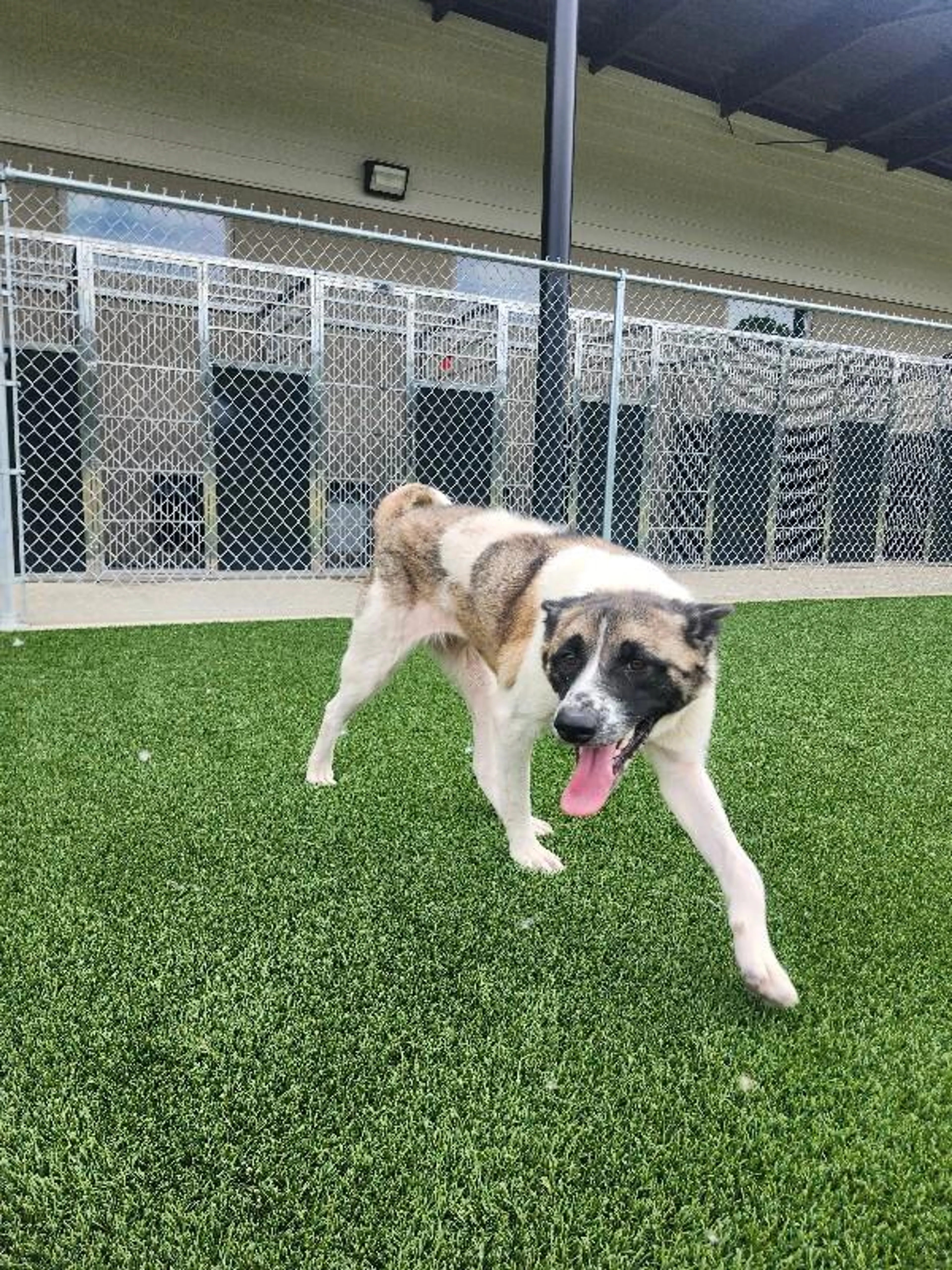 cdn image