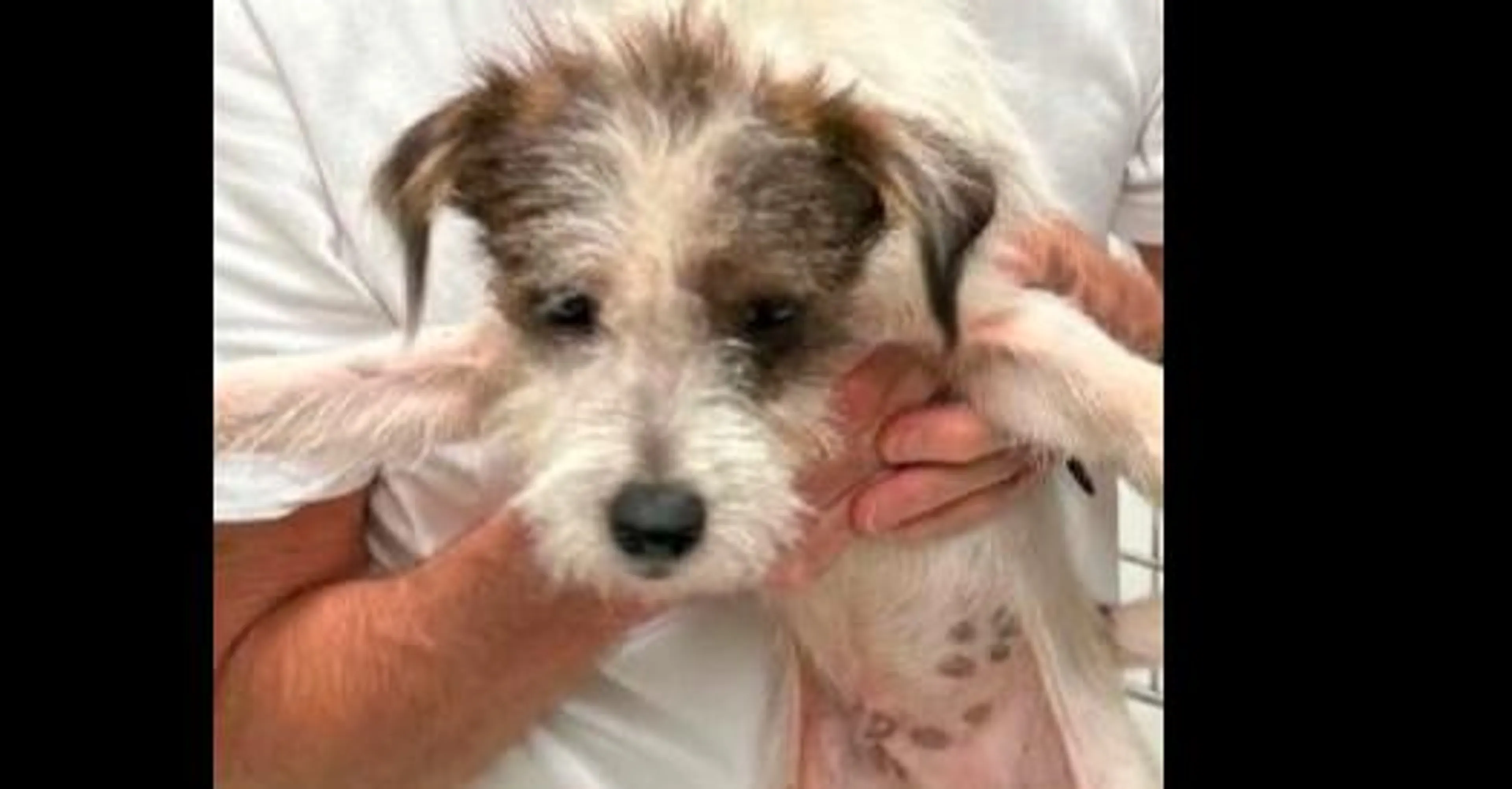 cdn image