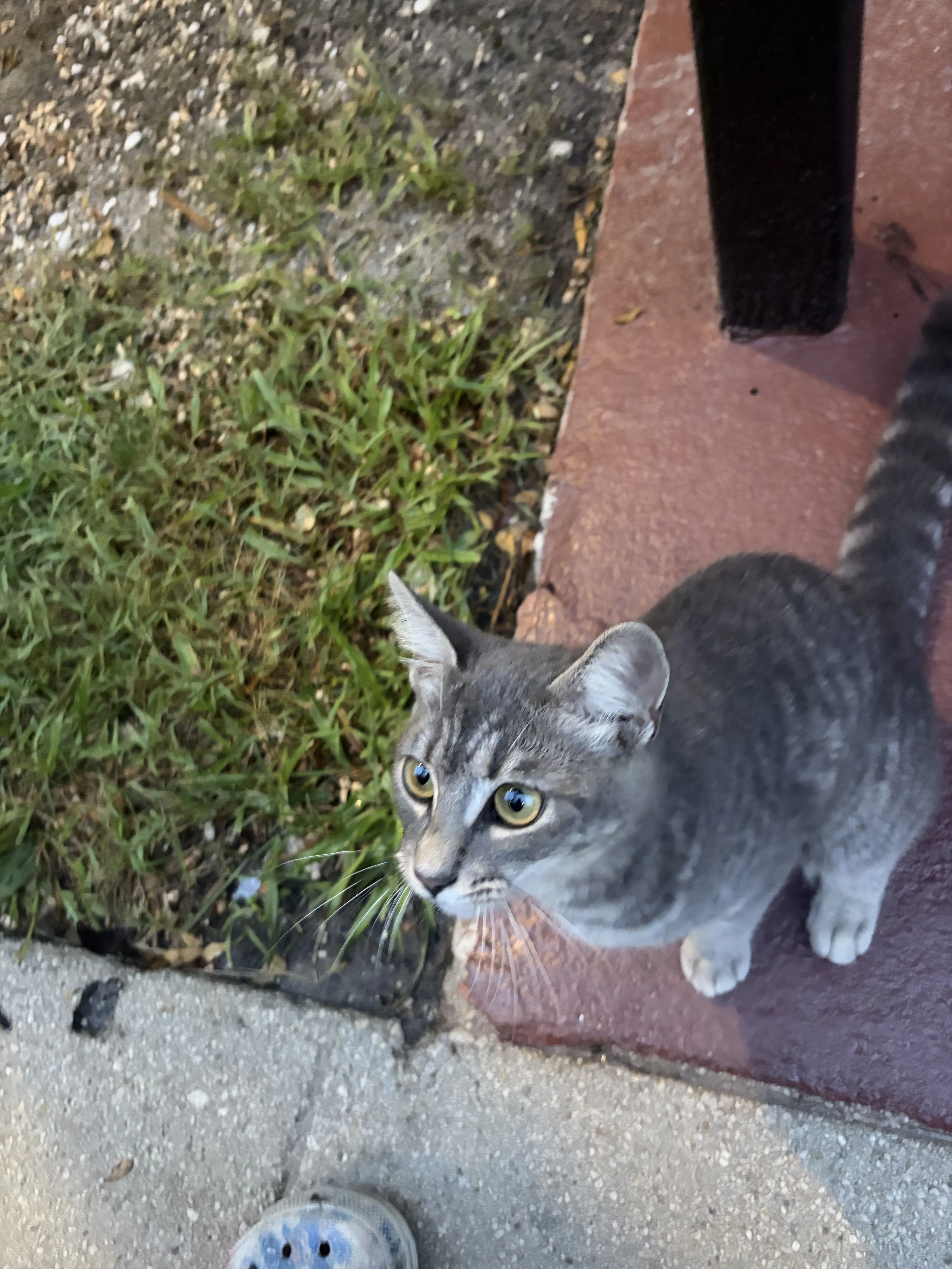 cdn image