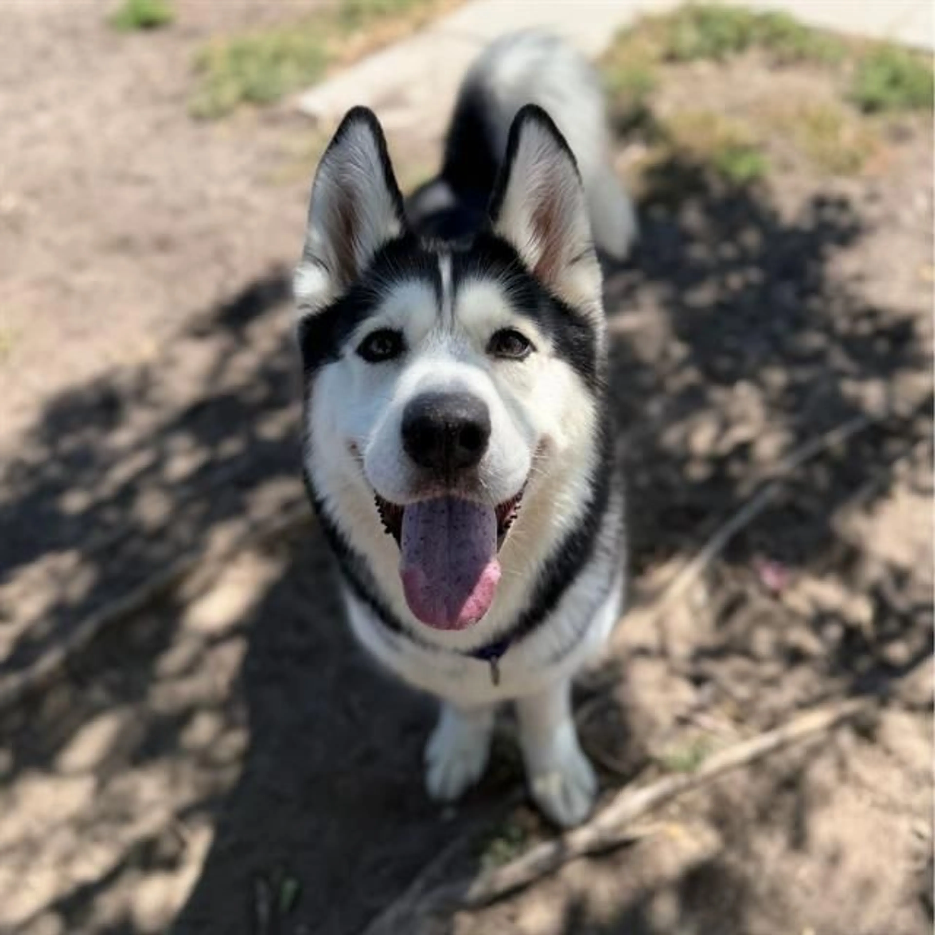 cdn image
