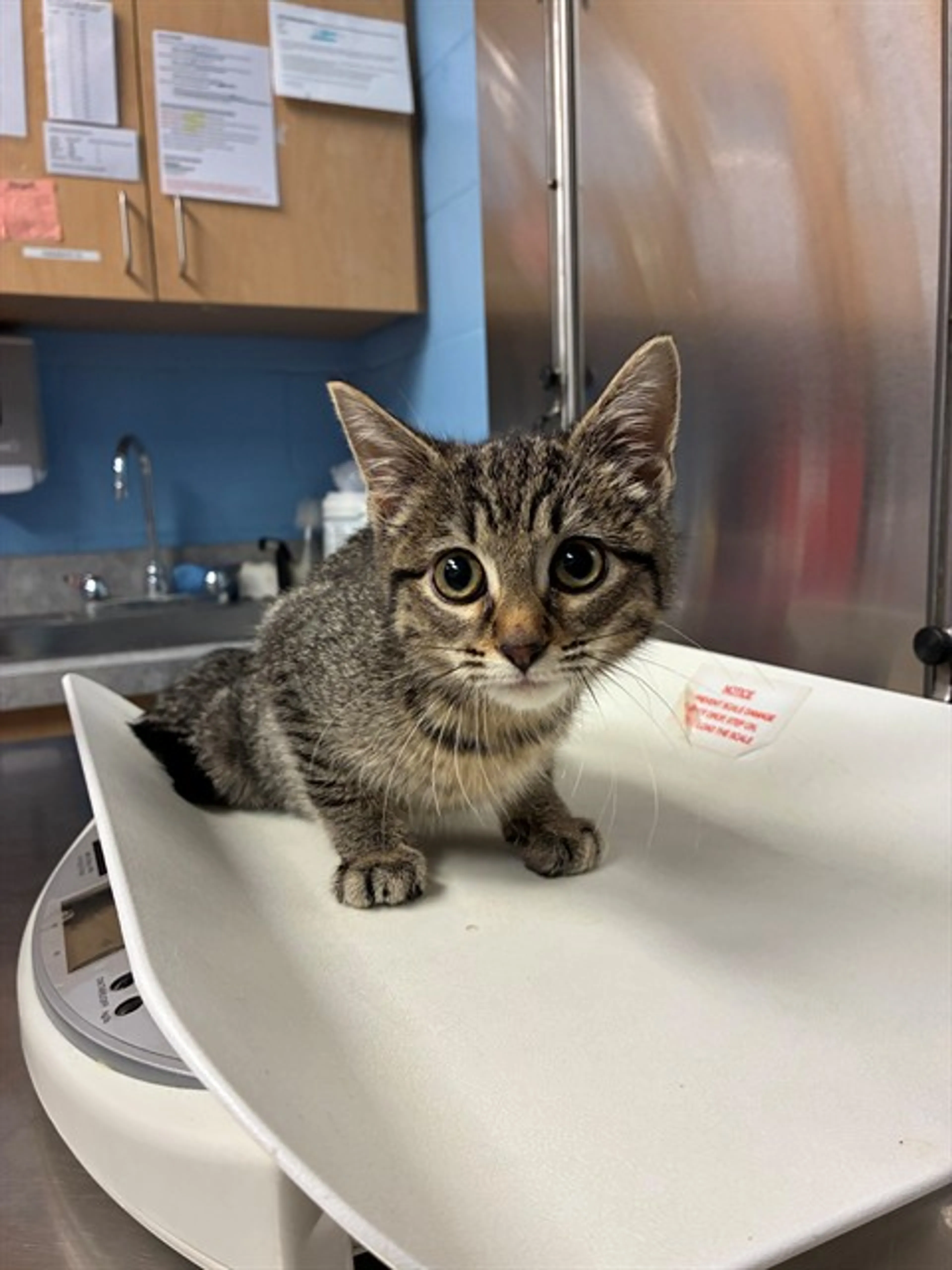 cdn image