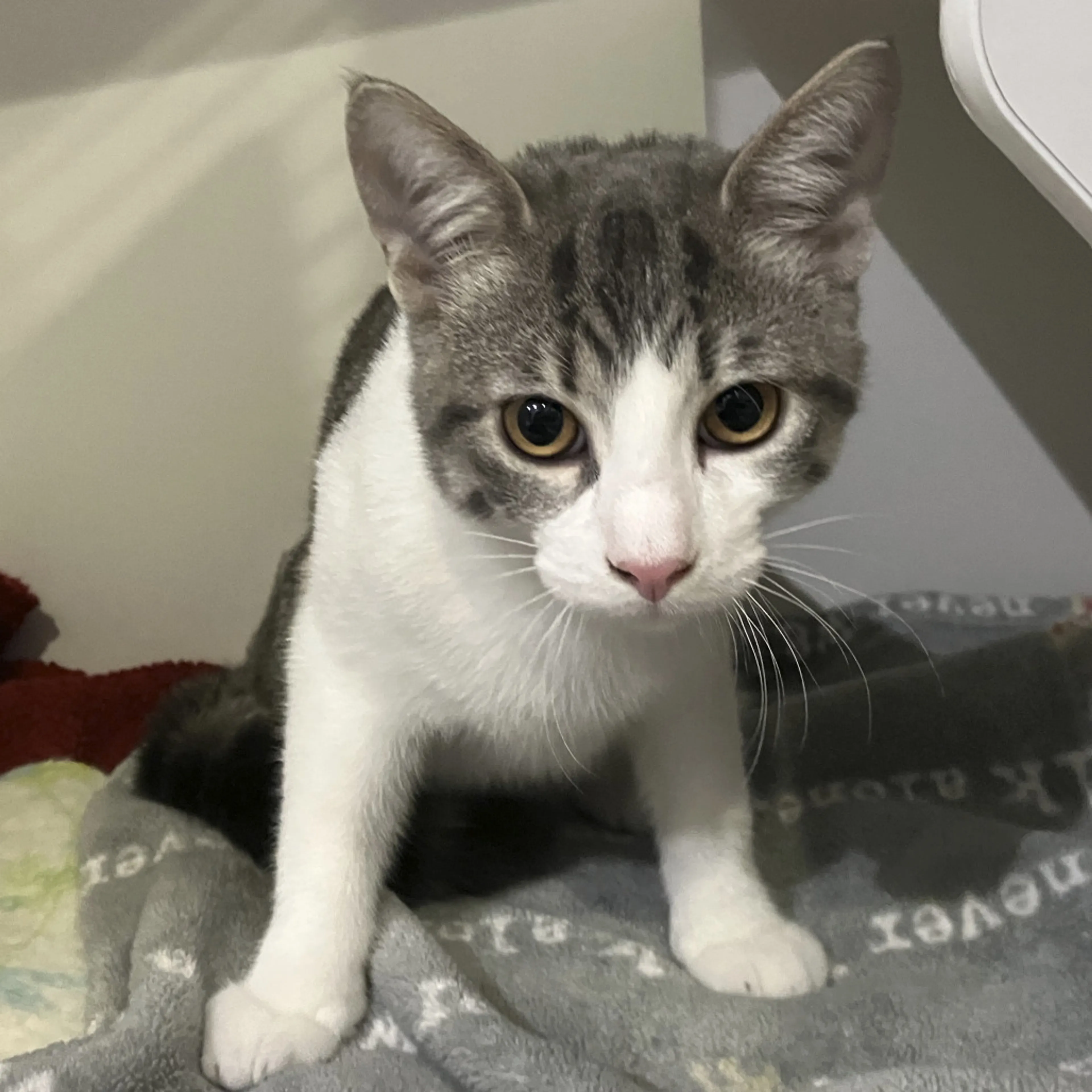 cdn image