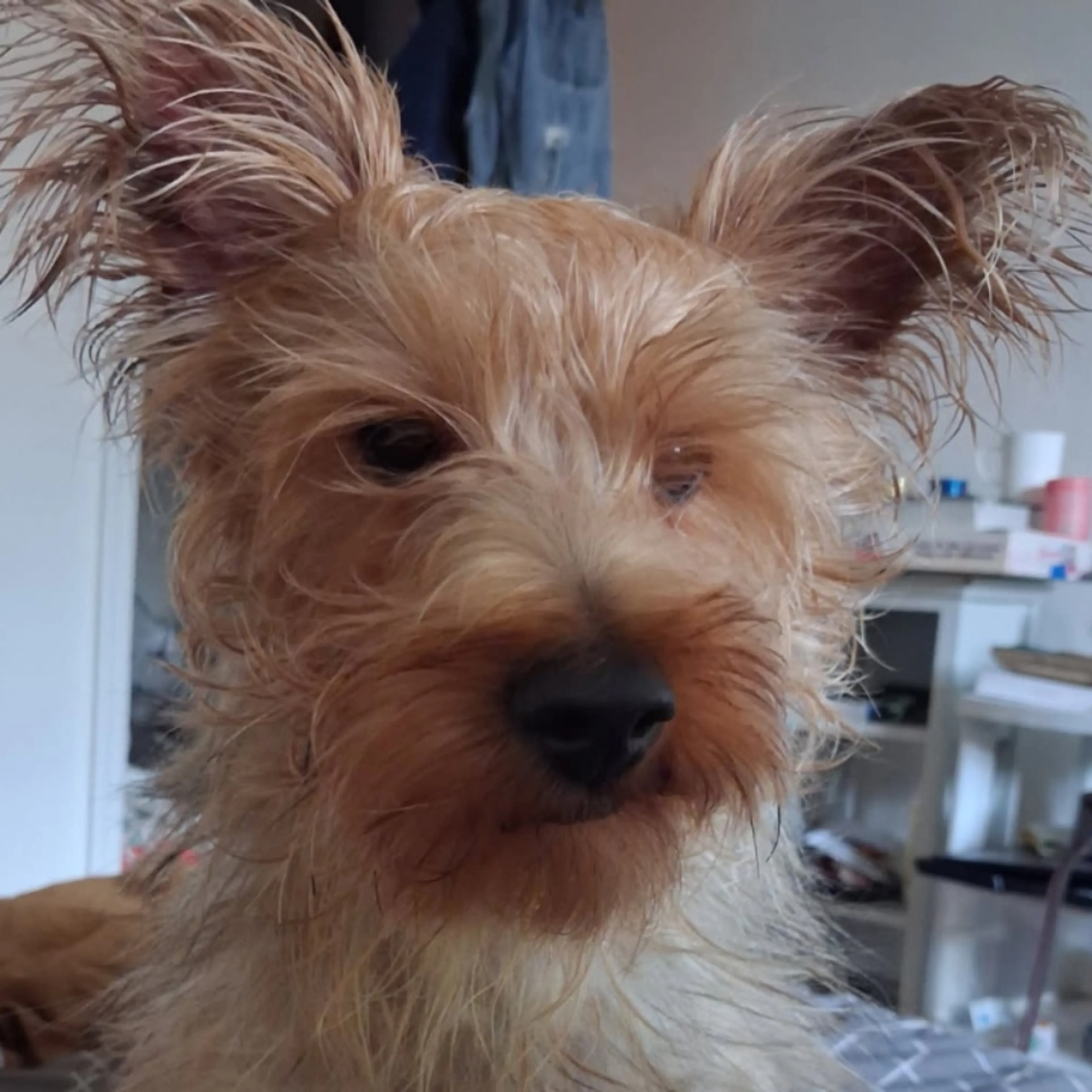 cdn image