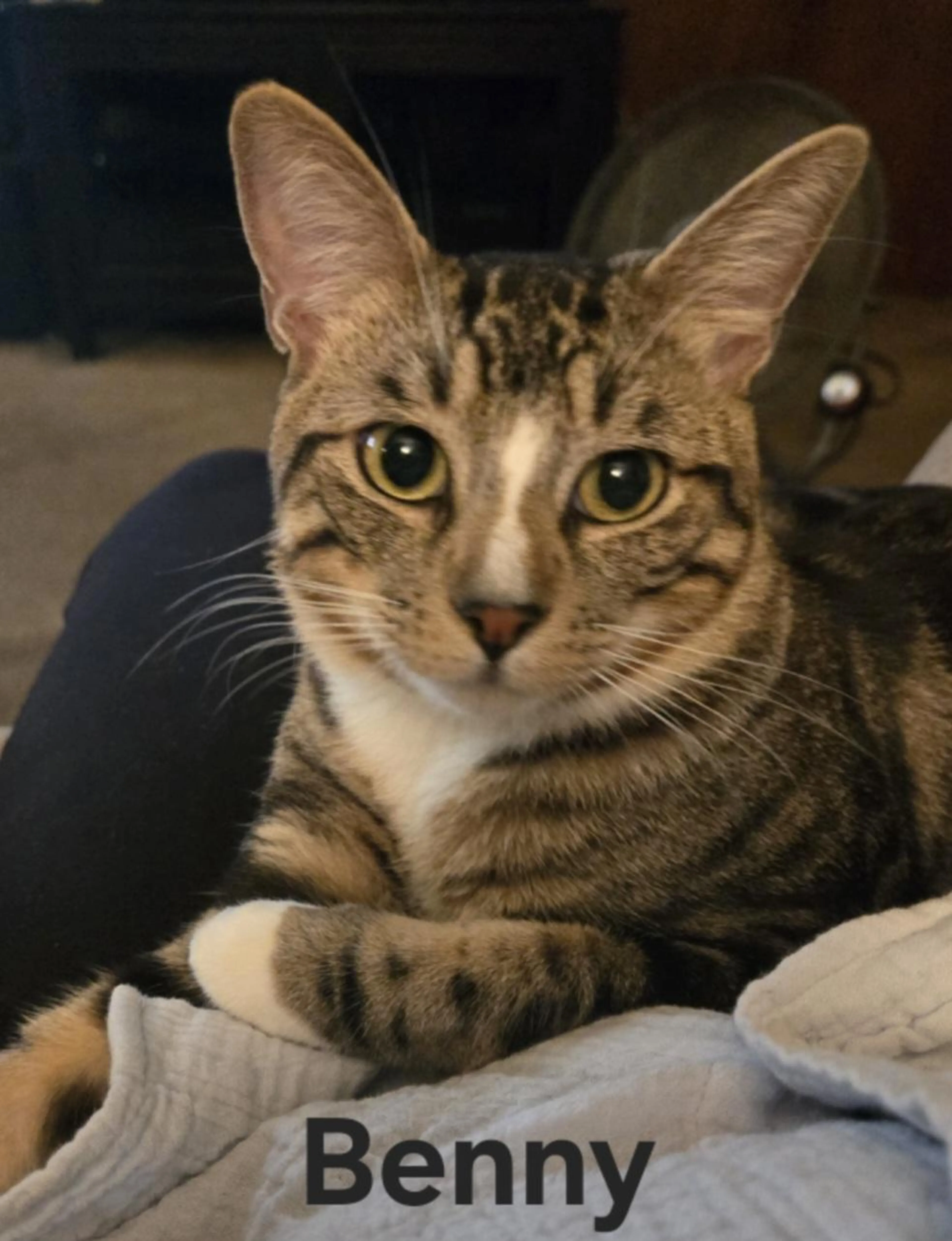 cdn image