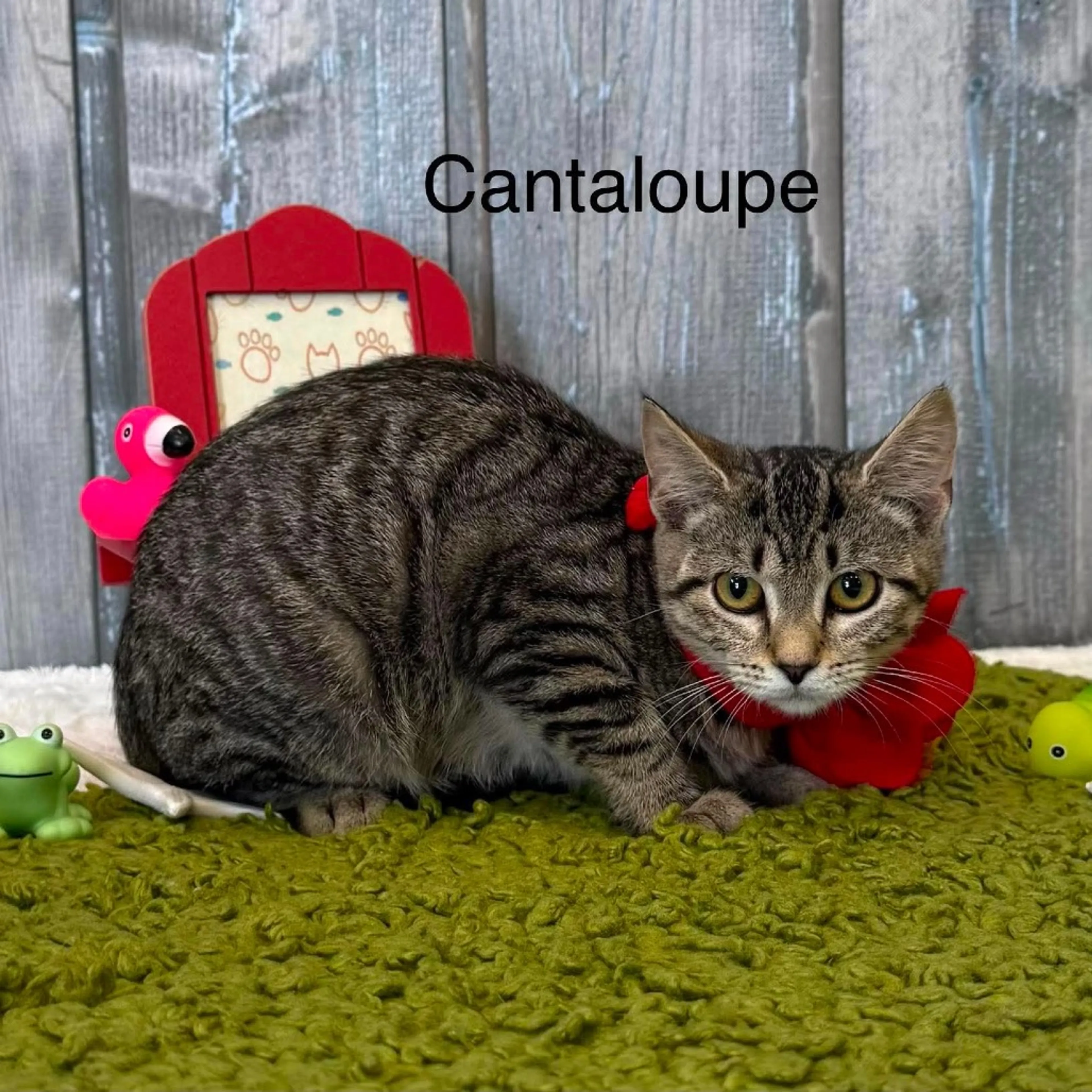 cdn image