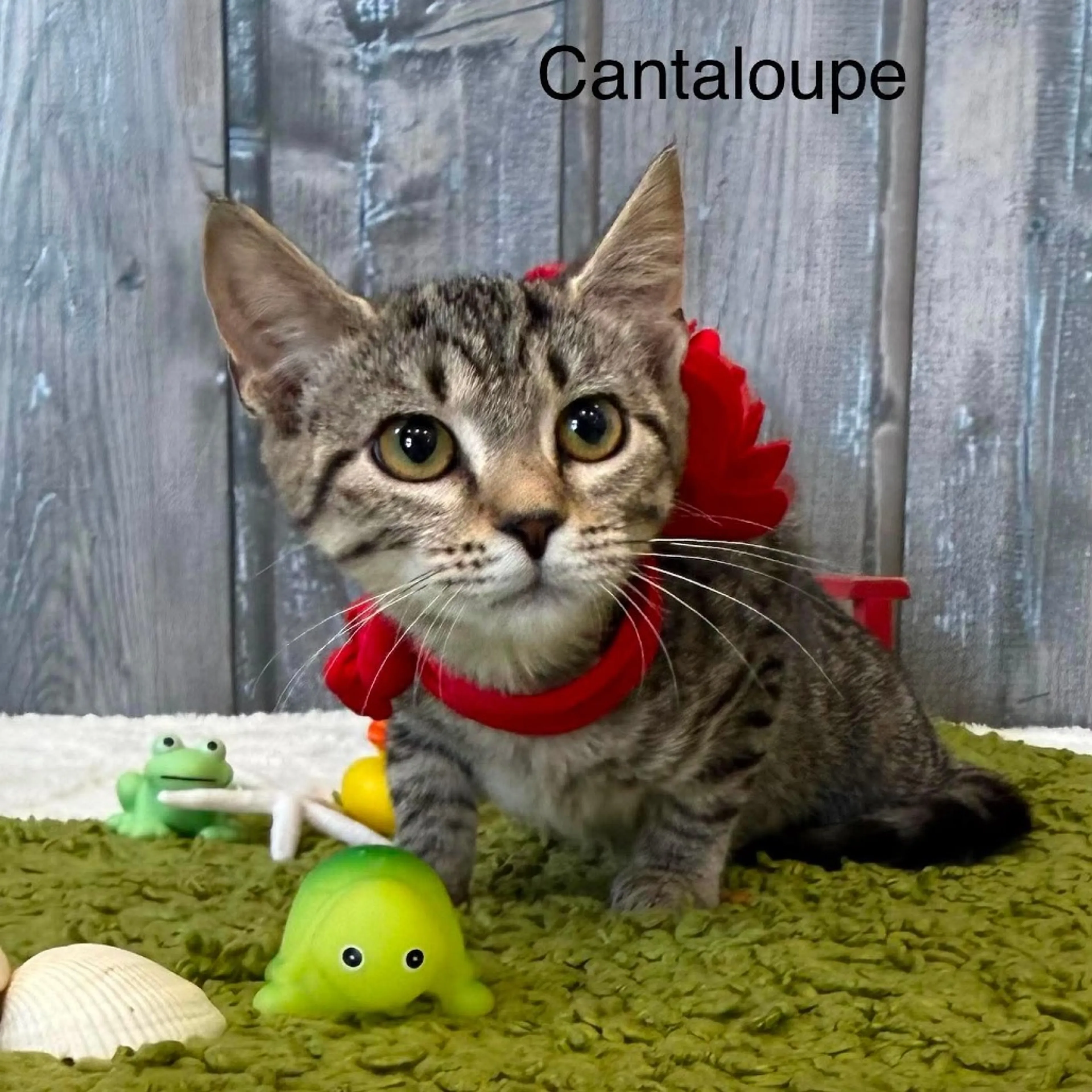 cdn image