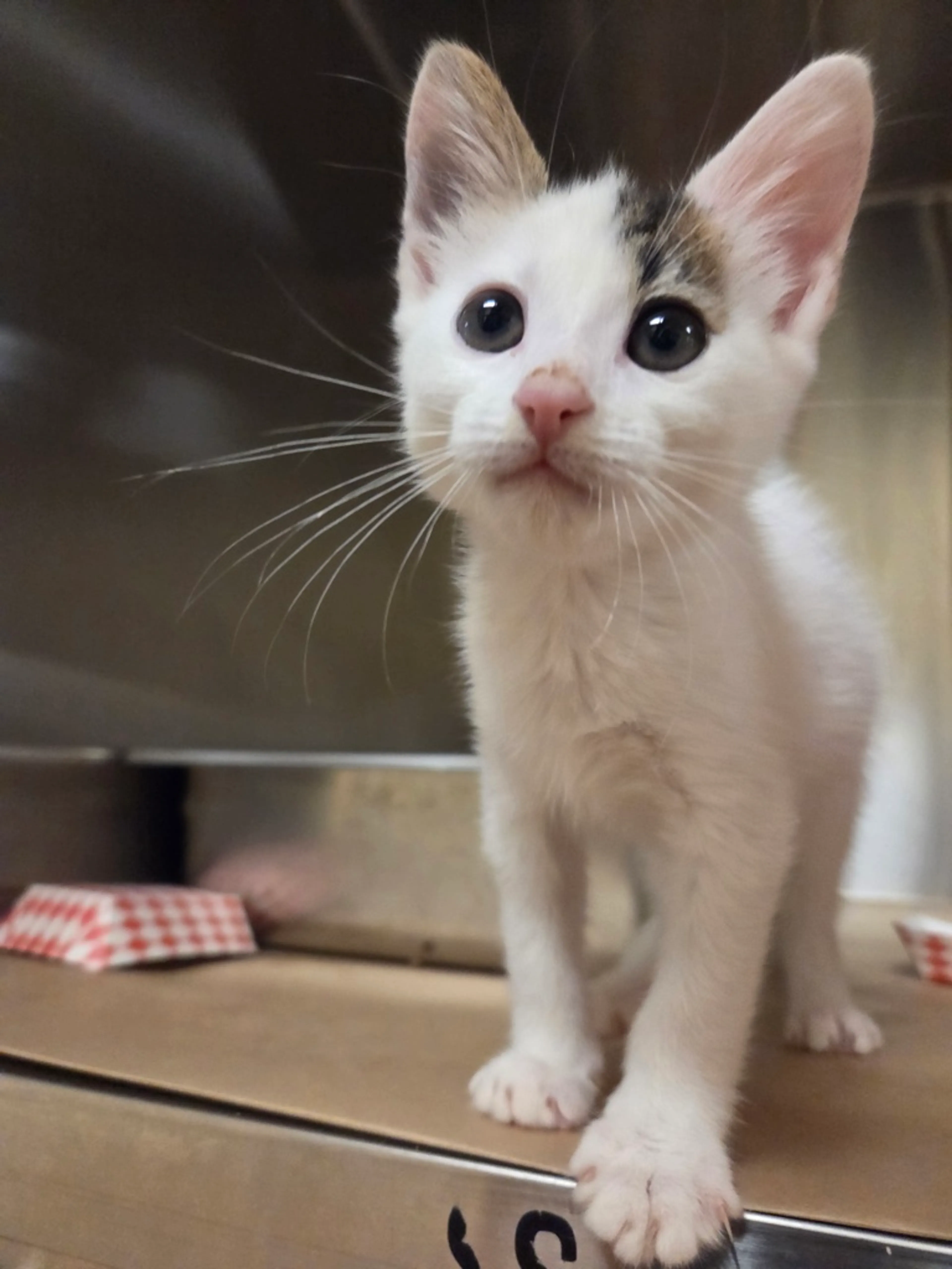 cdn image