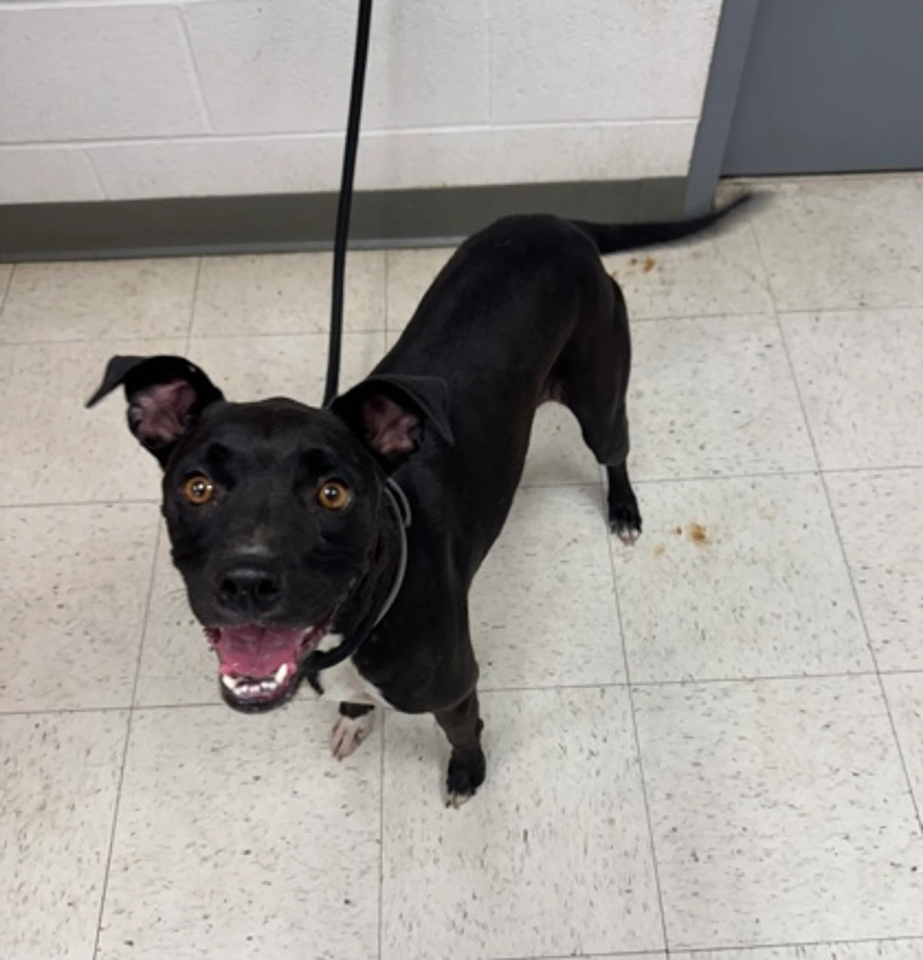 cdn image