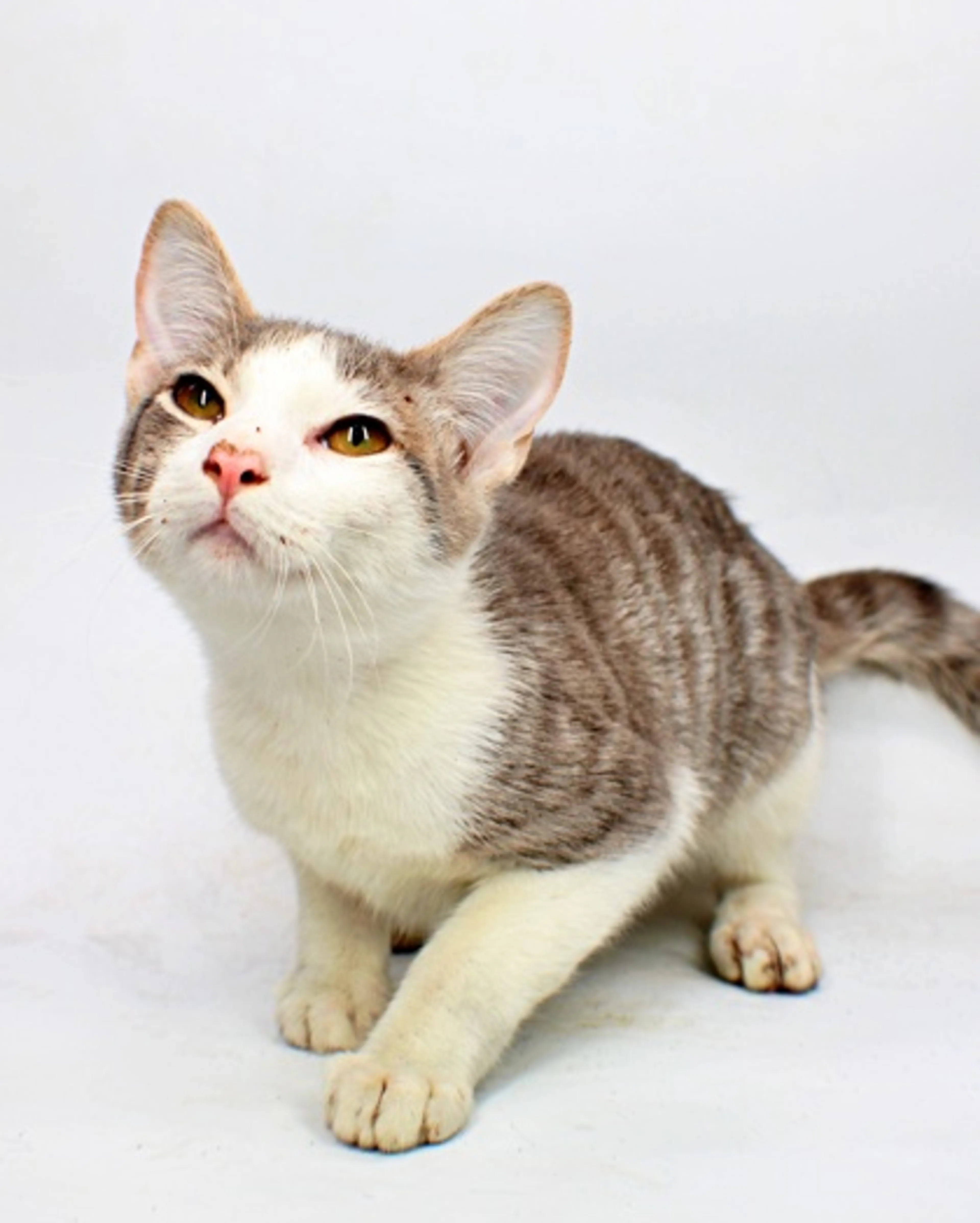 cdn image