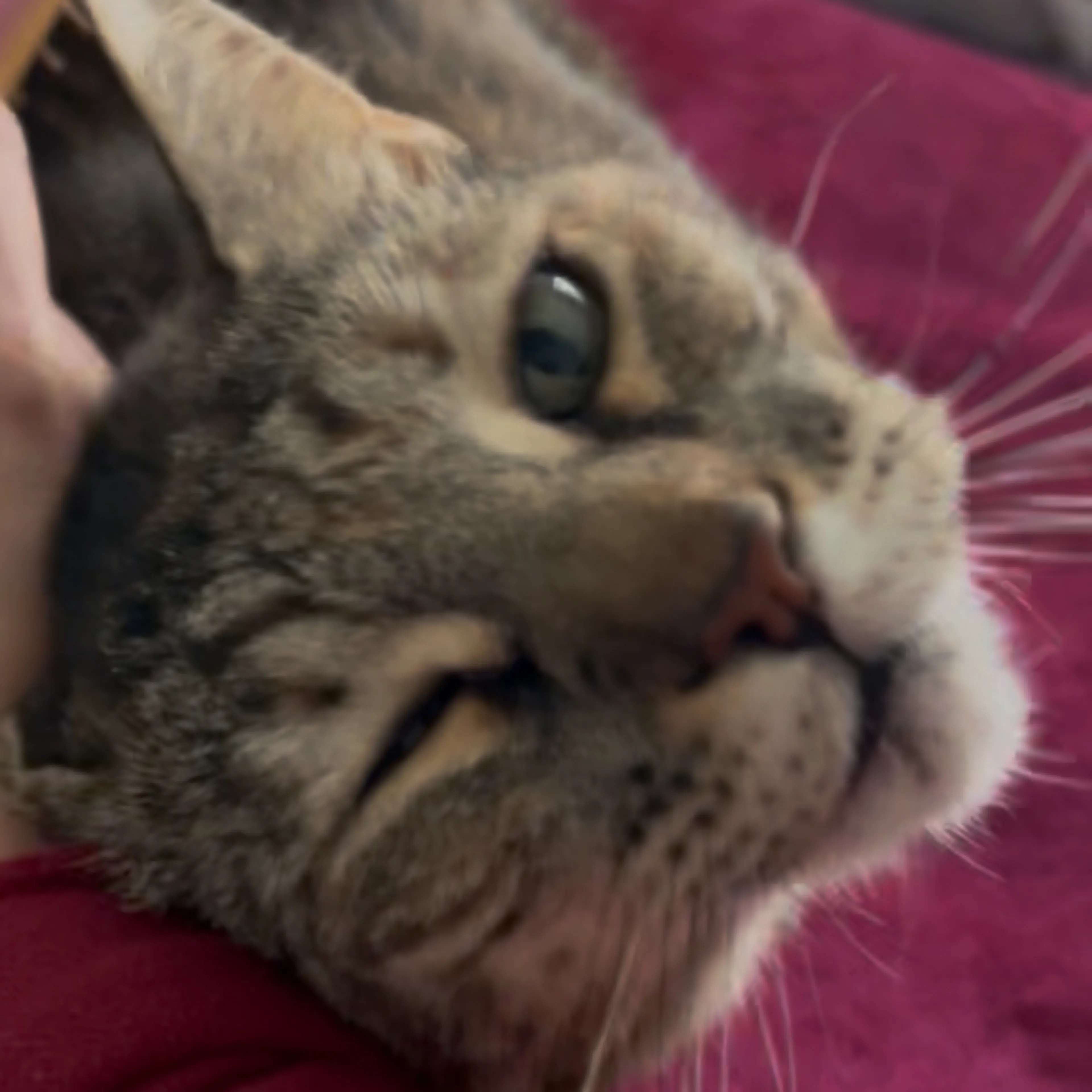 cdn image
