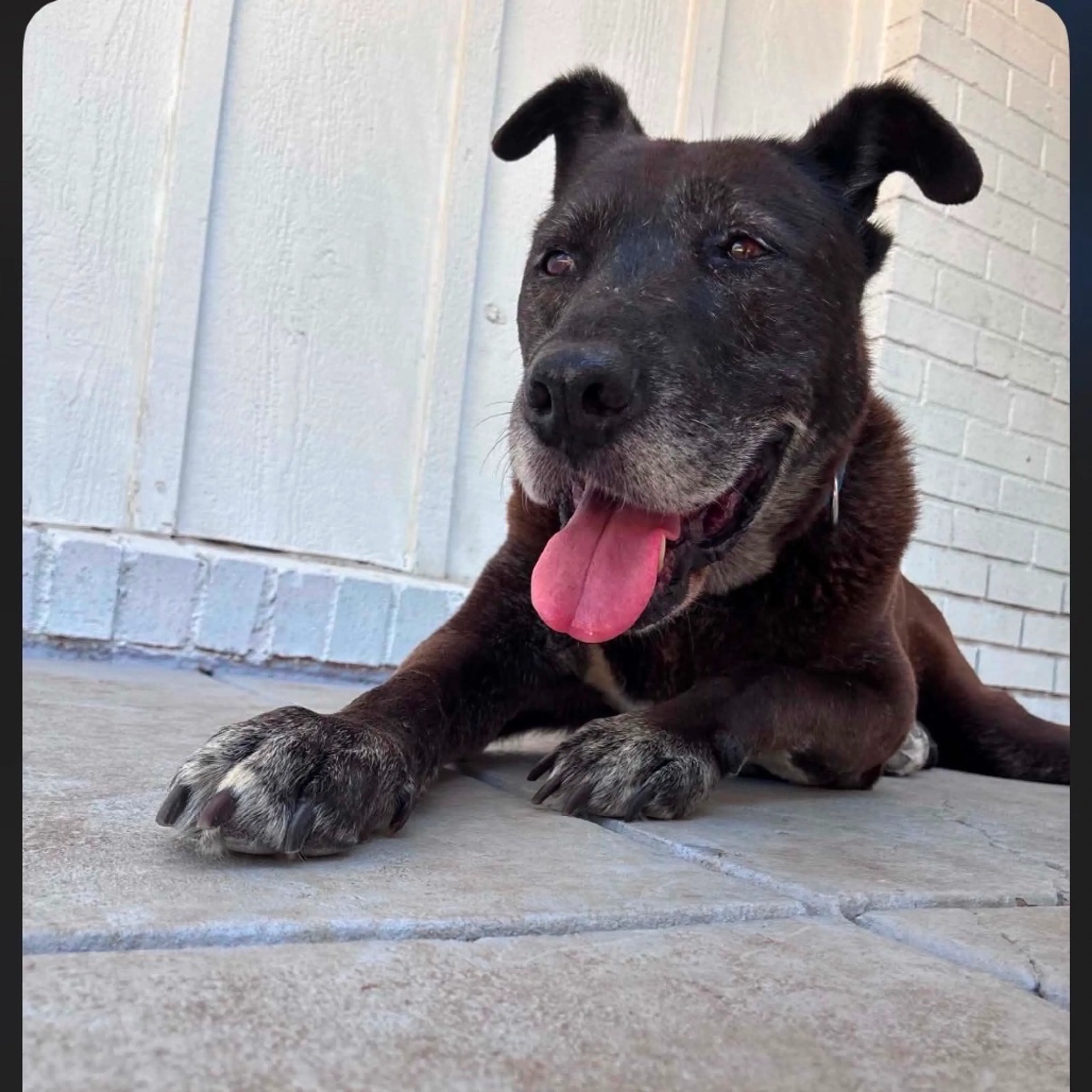 cdn image