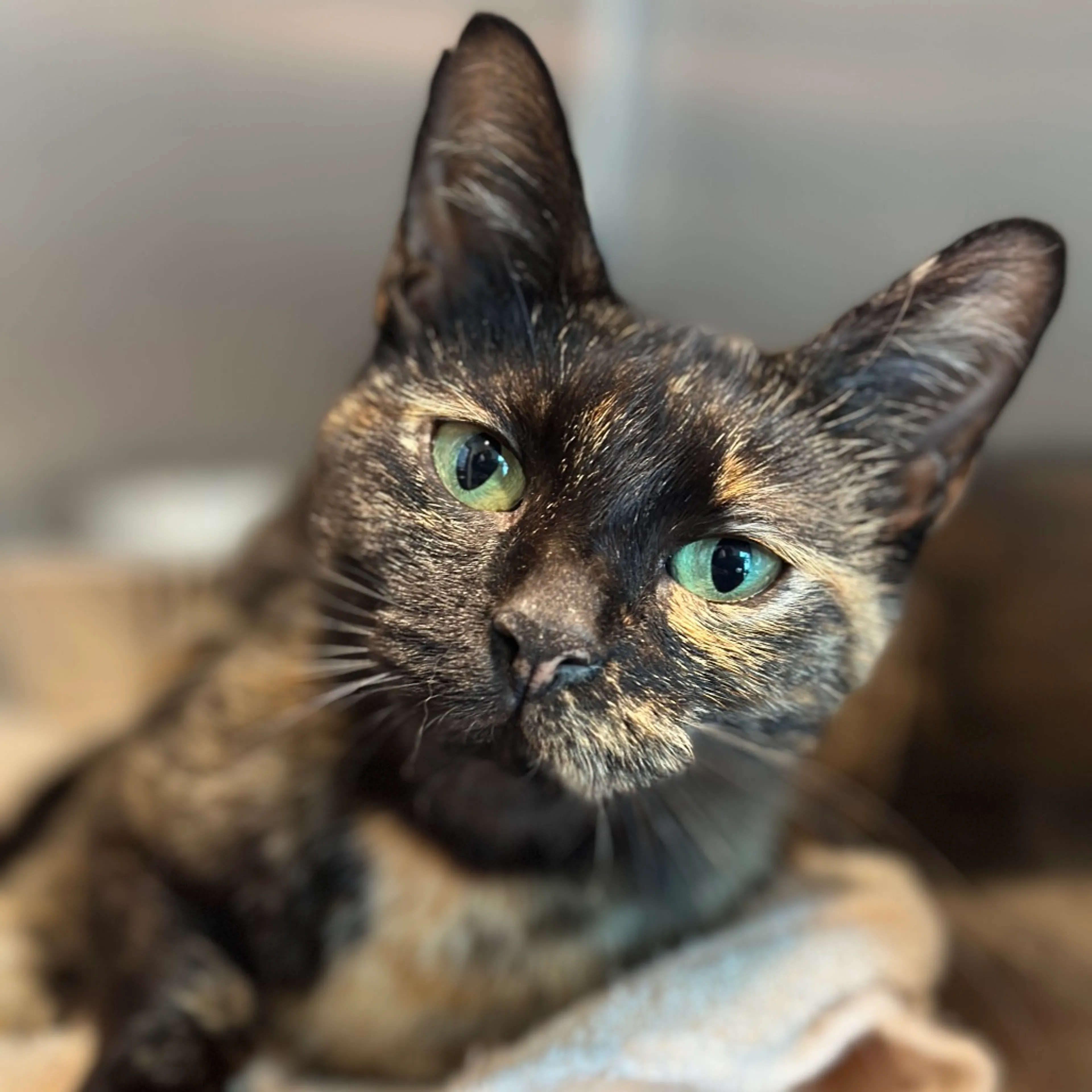 cdn image