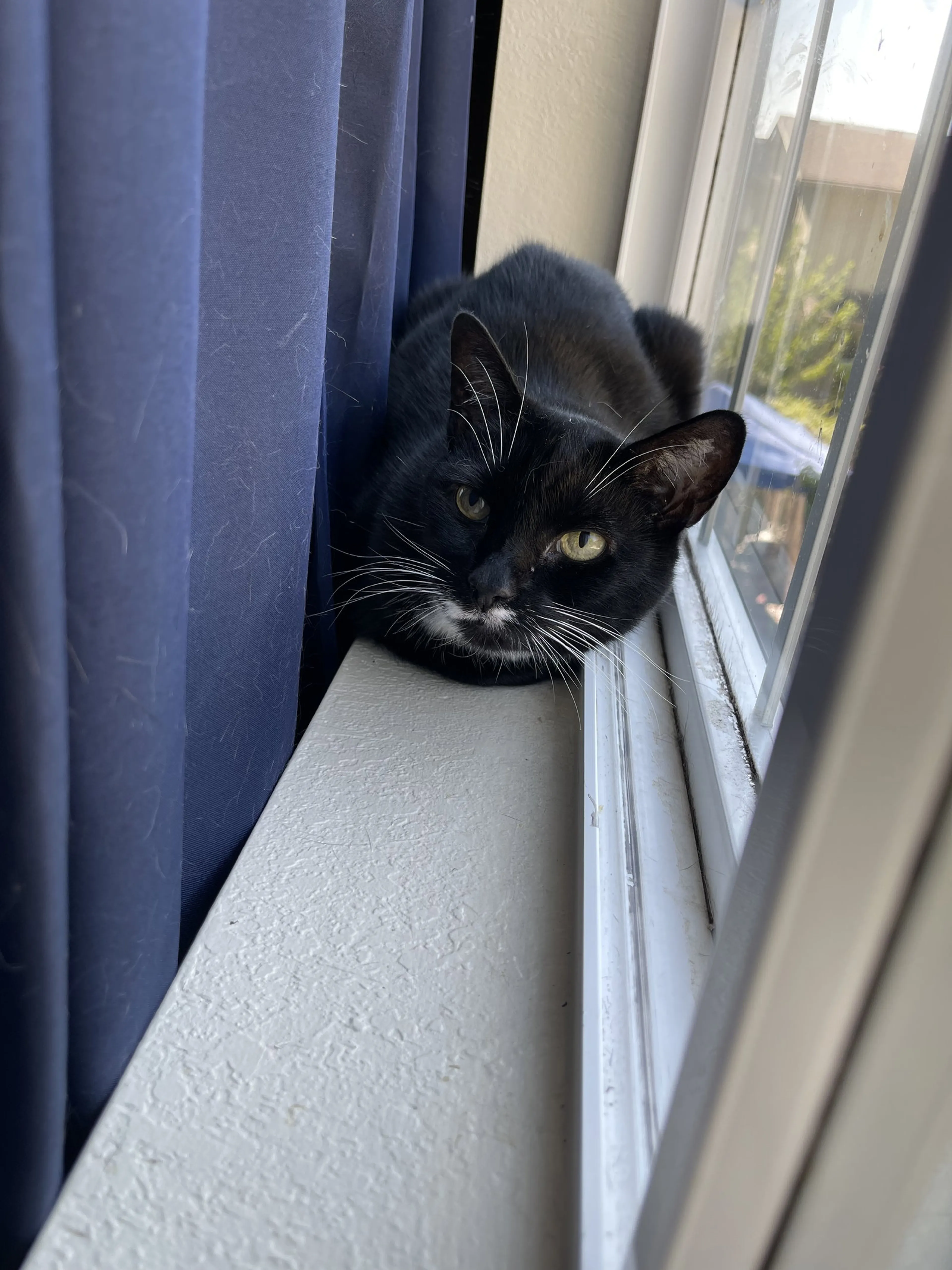 cdn image