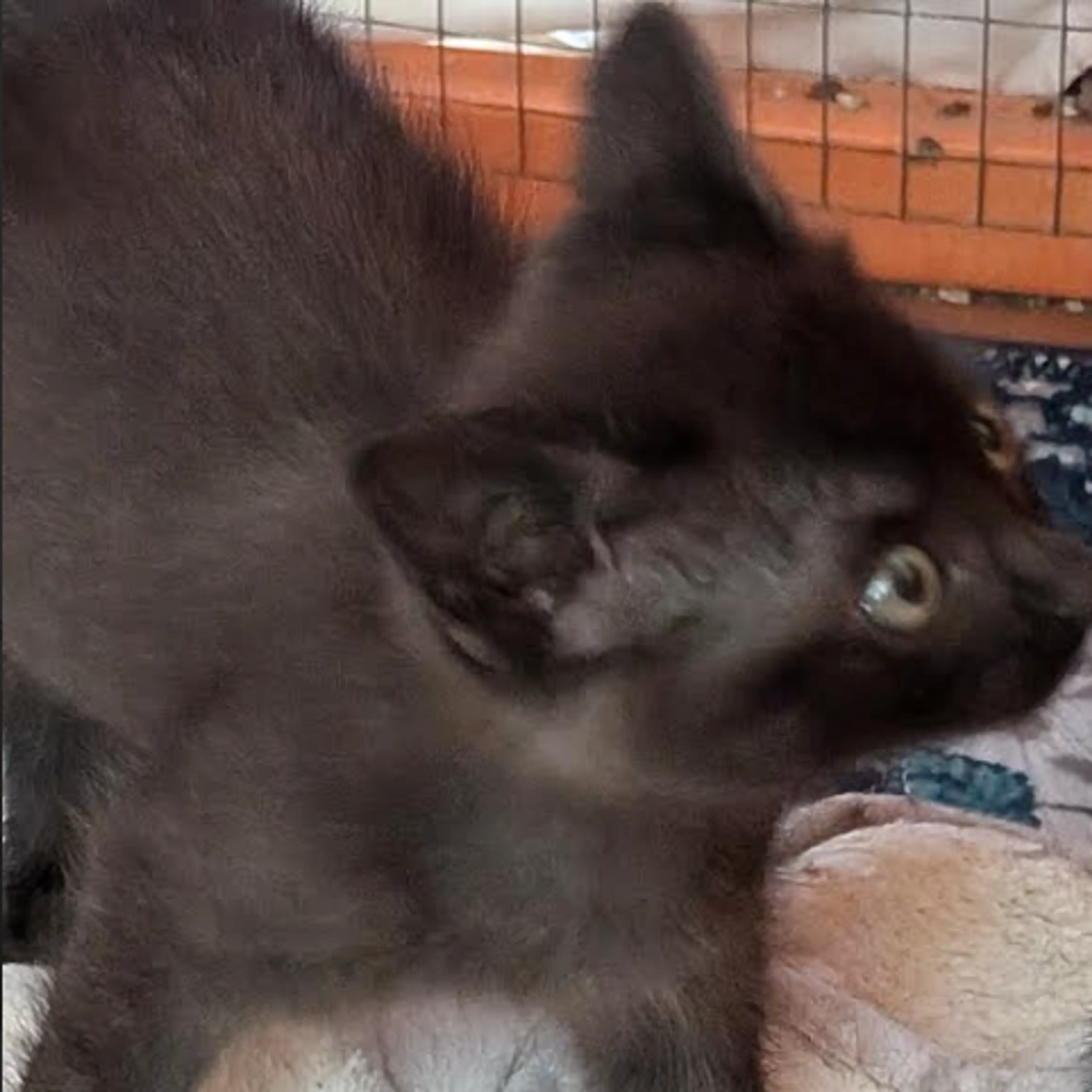 cdn image
