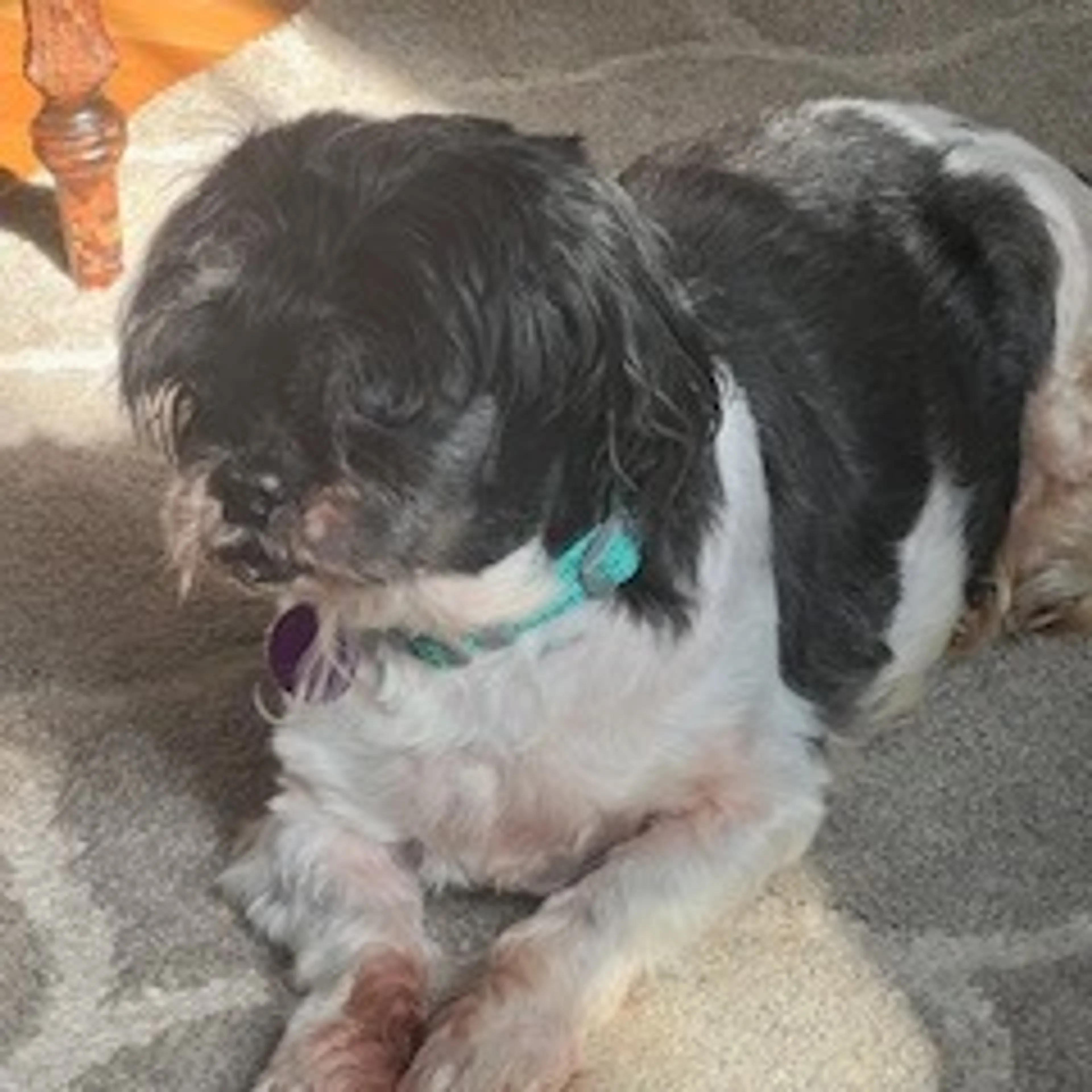 cdn image