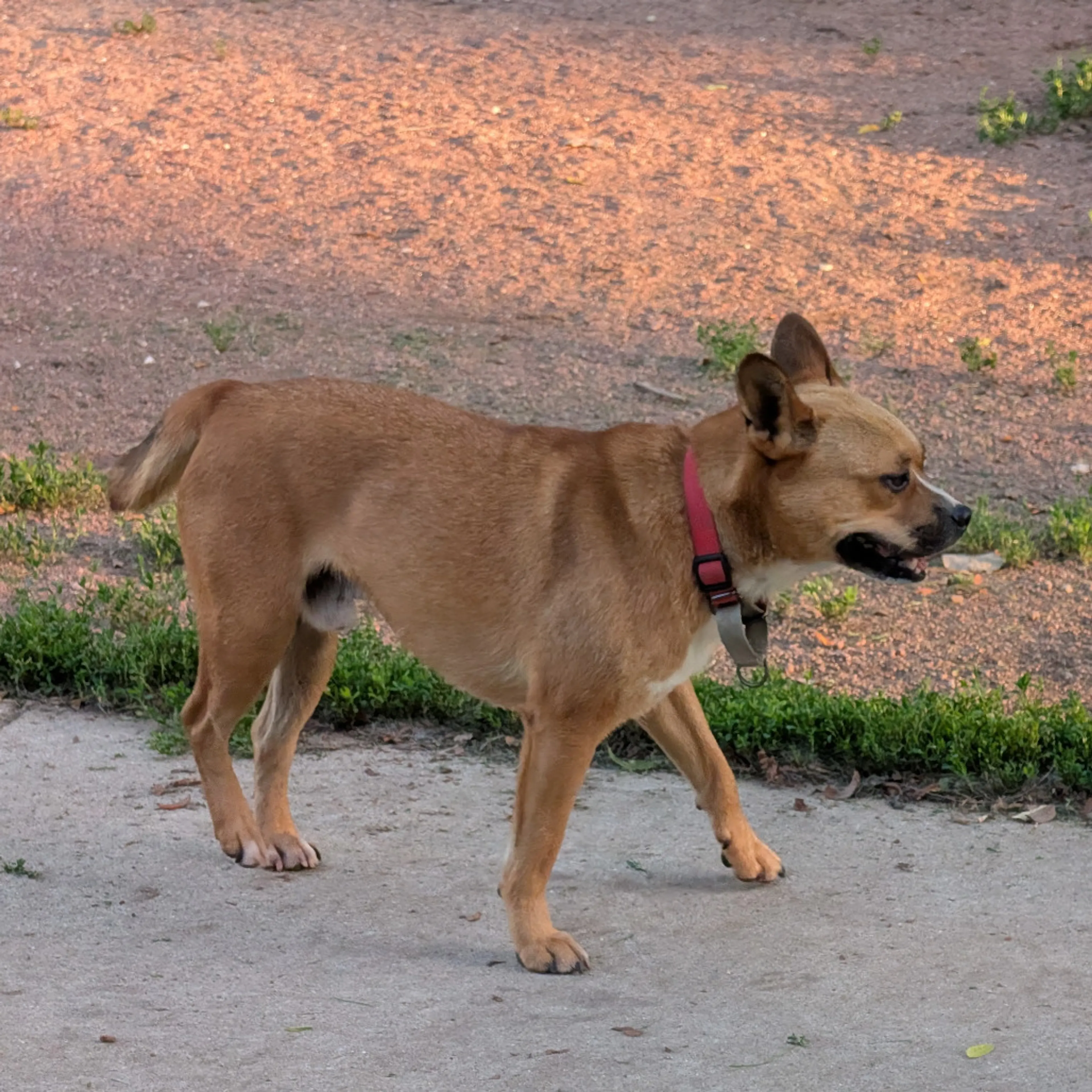cdn image