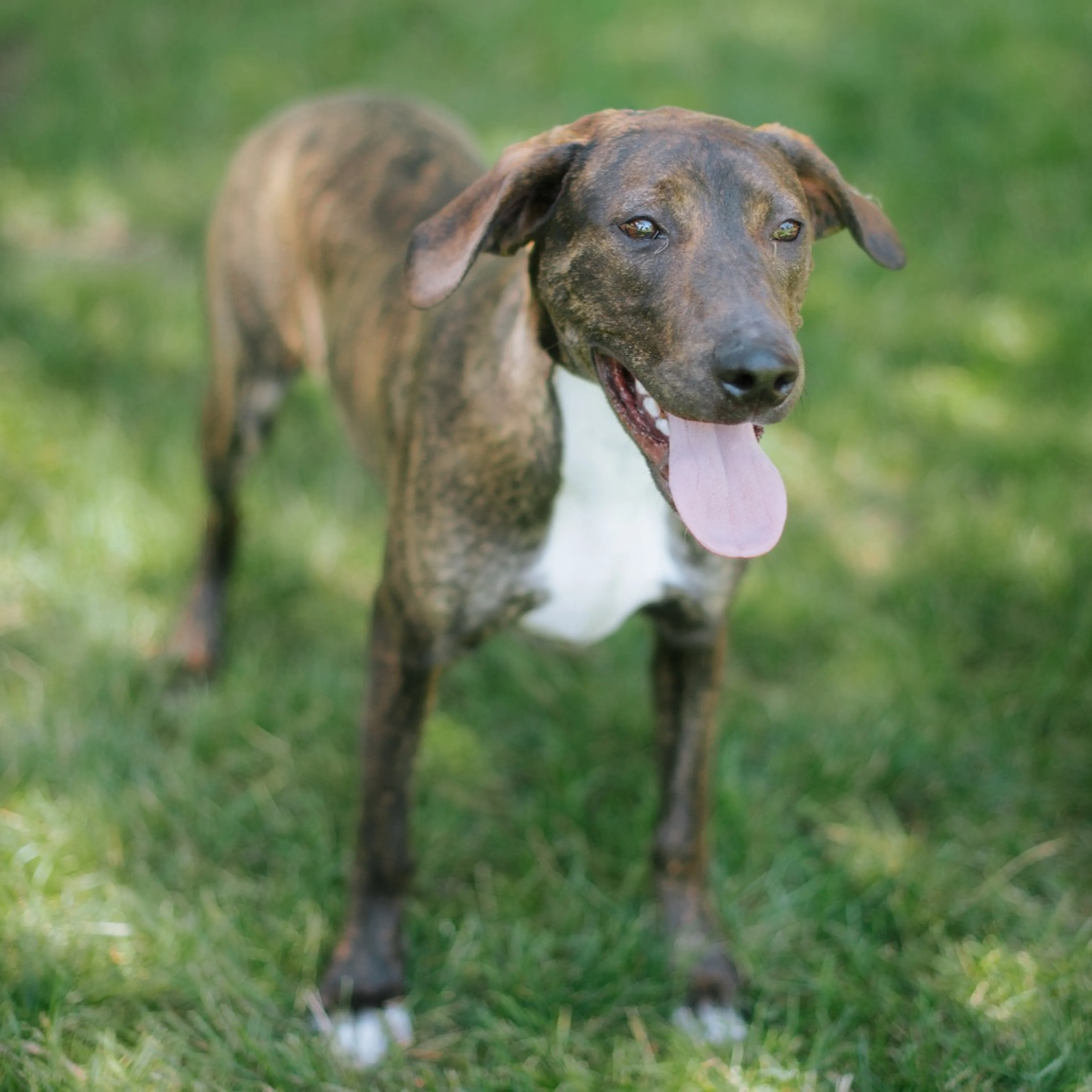 cdn image