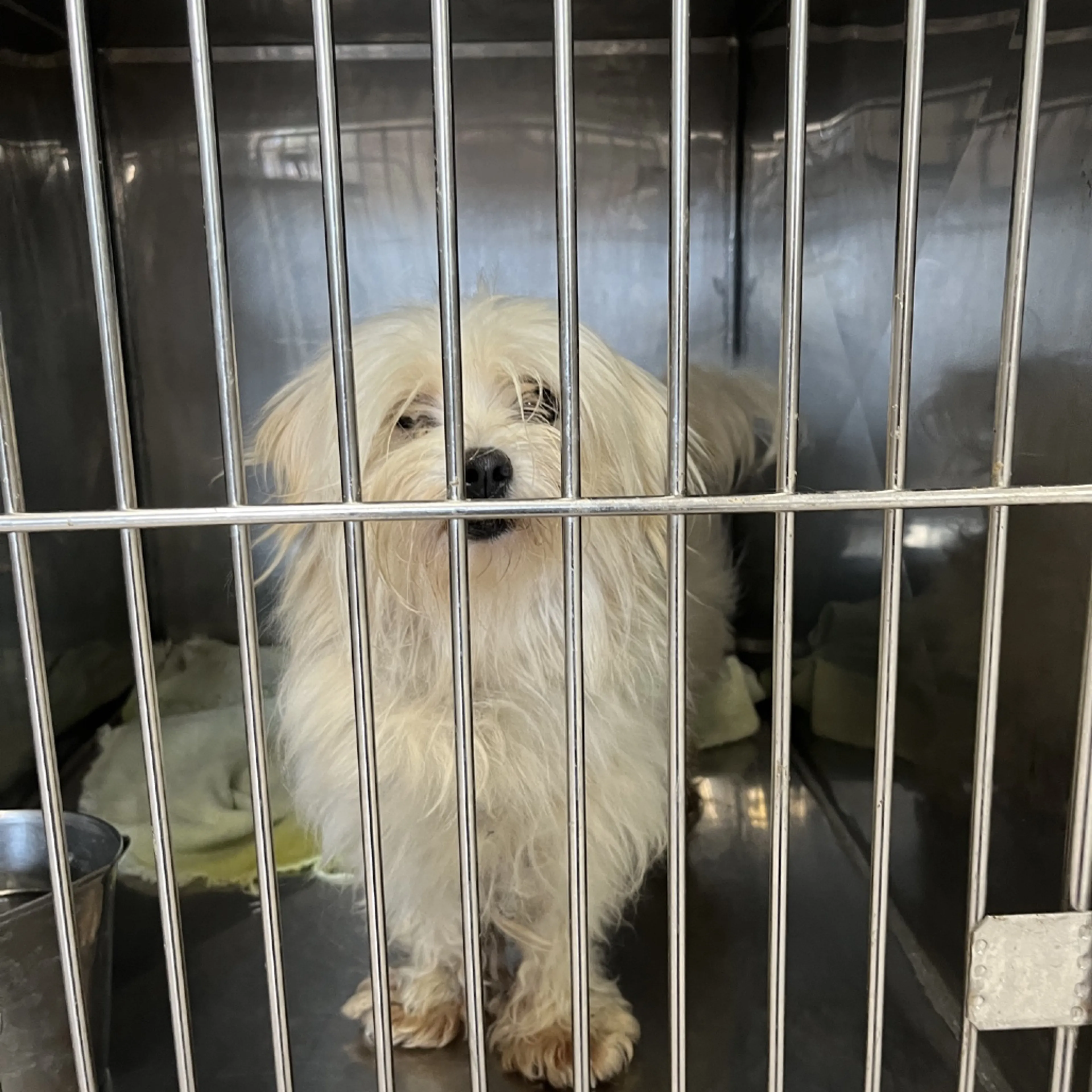 cdn image
