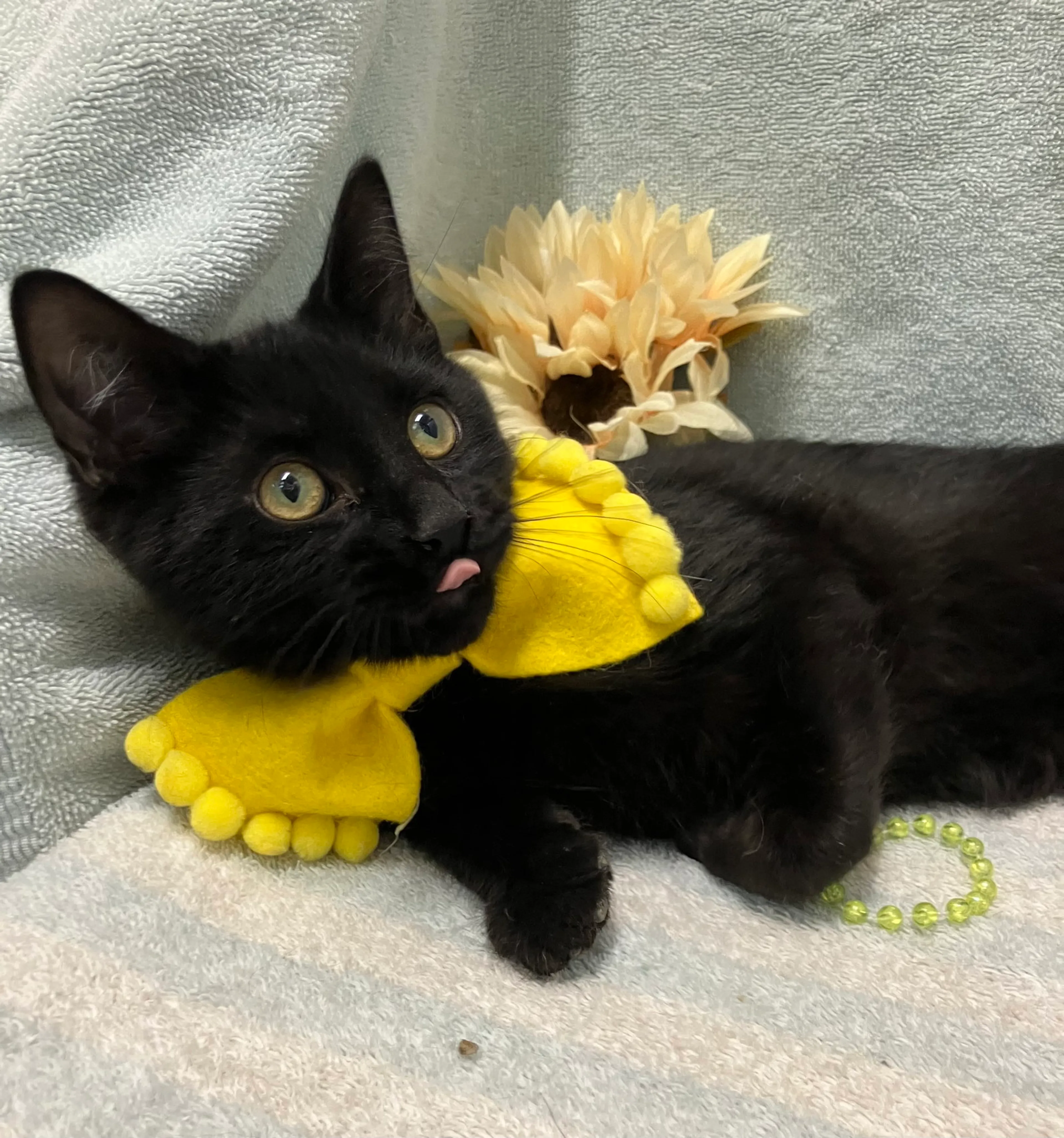 cdn image