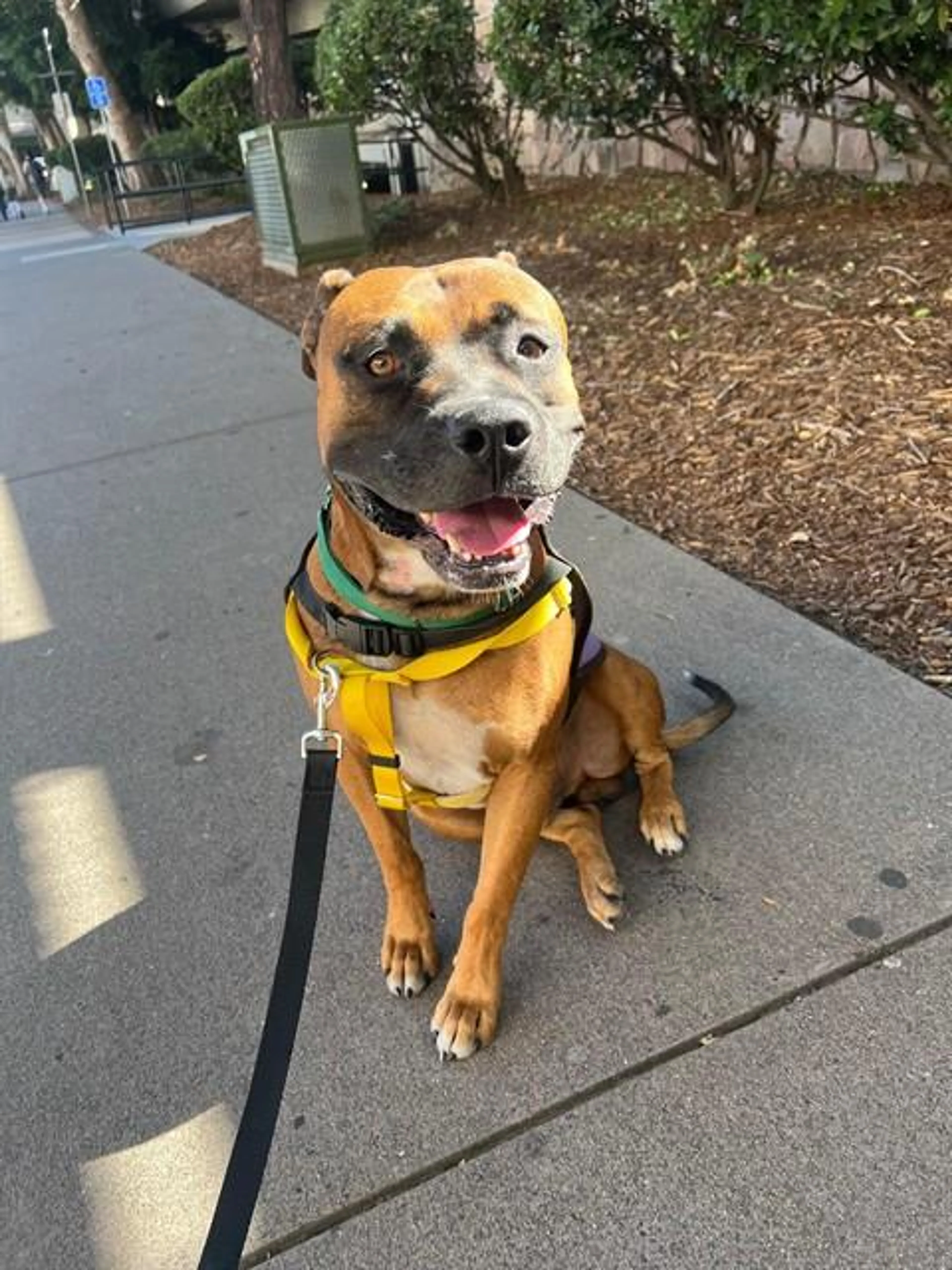 cdn image