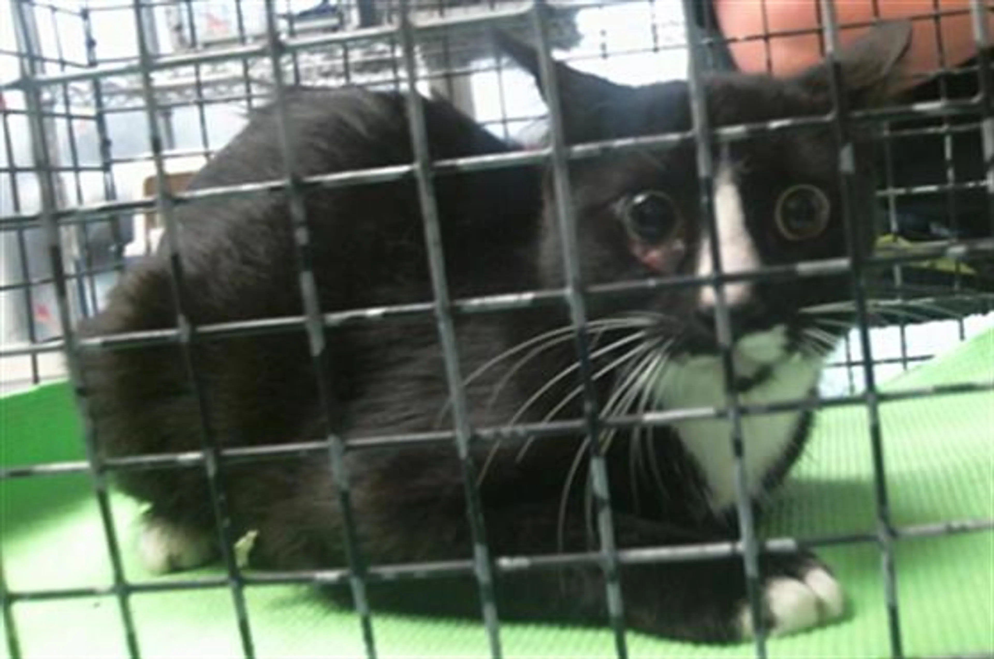 cdn image