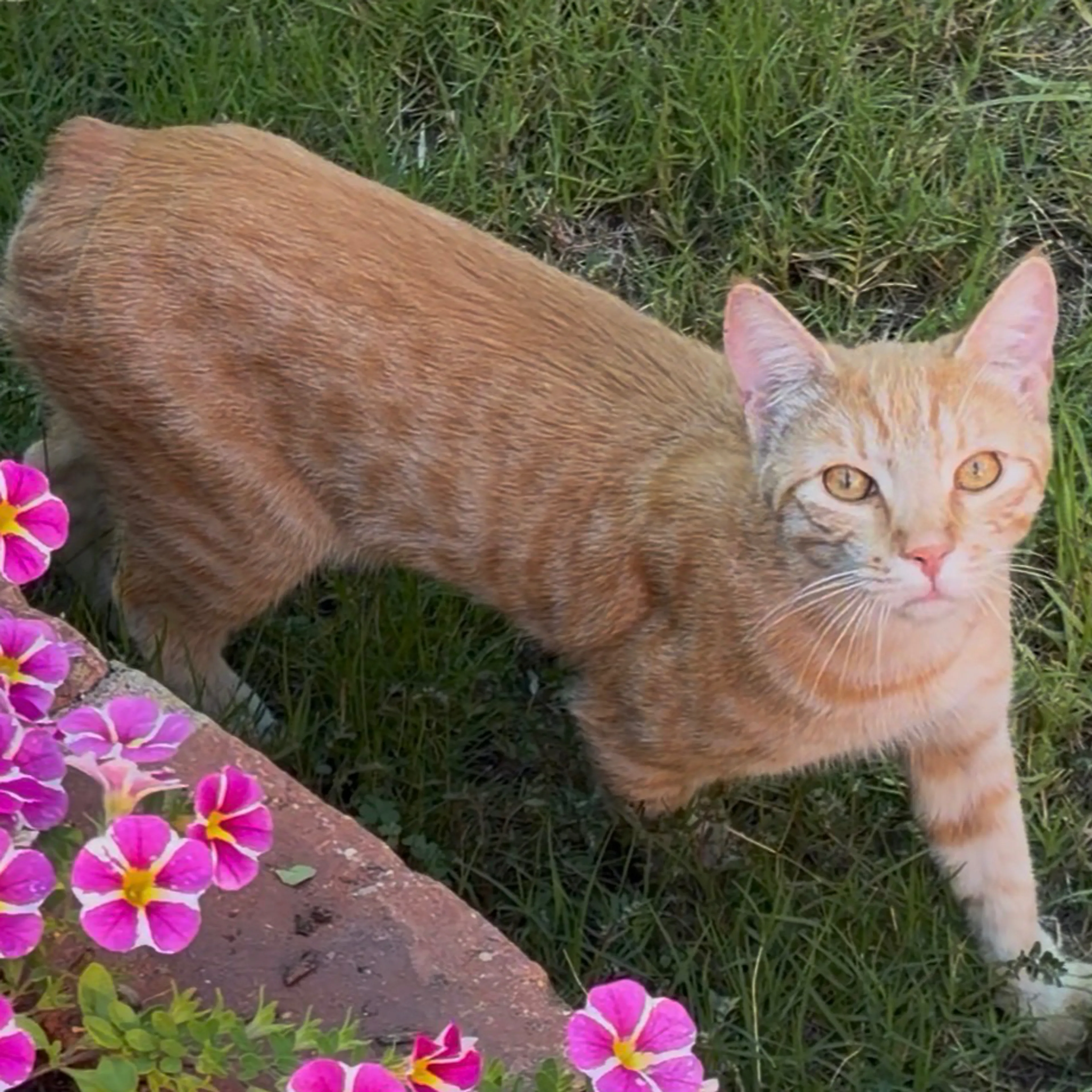 cdn image