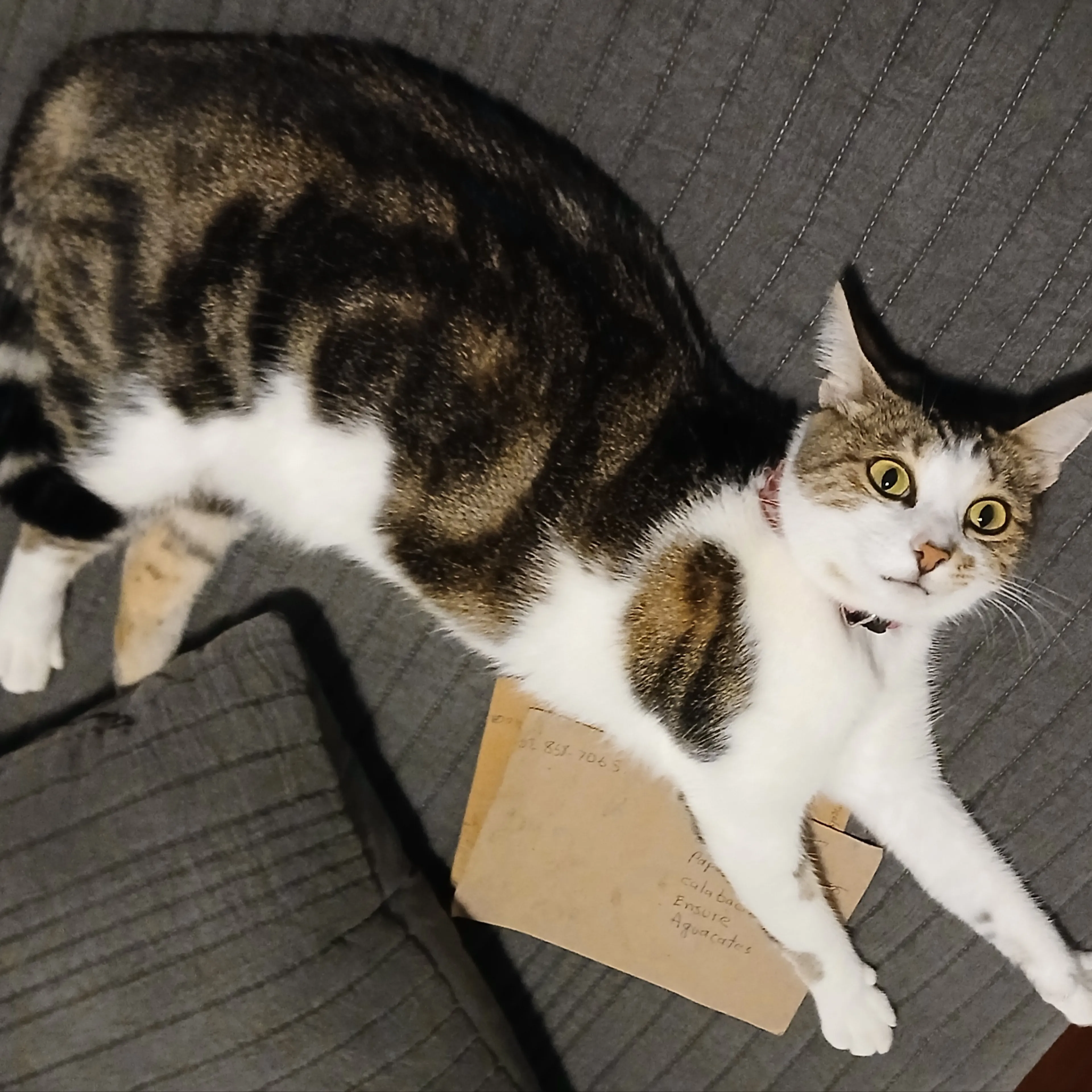 cdn image